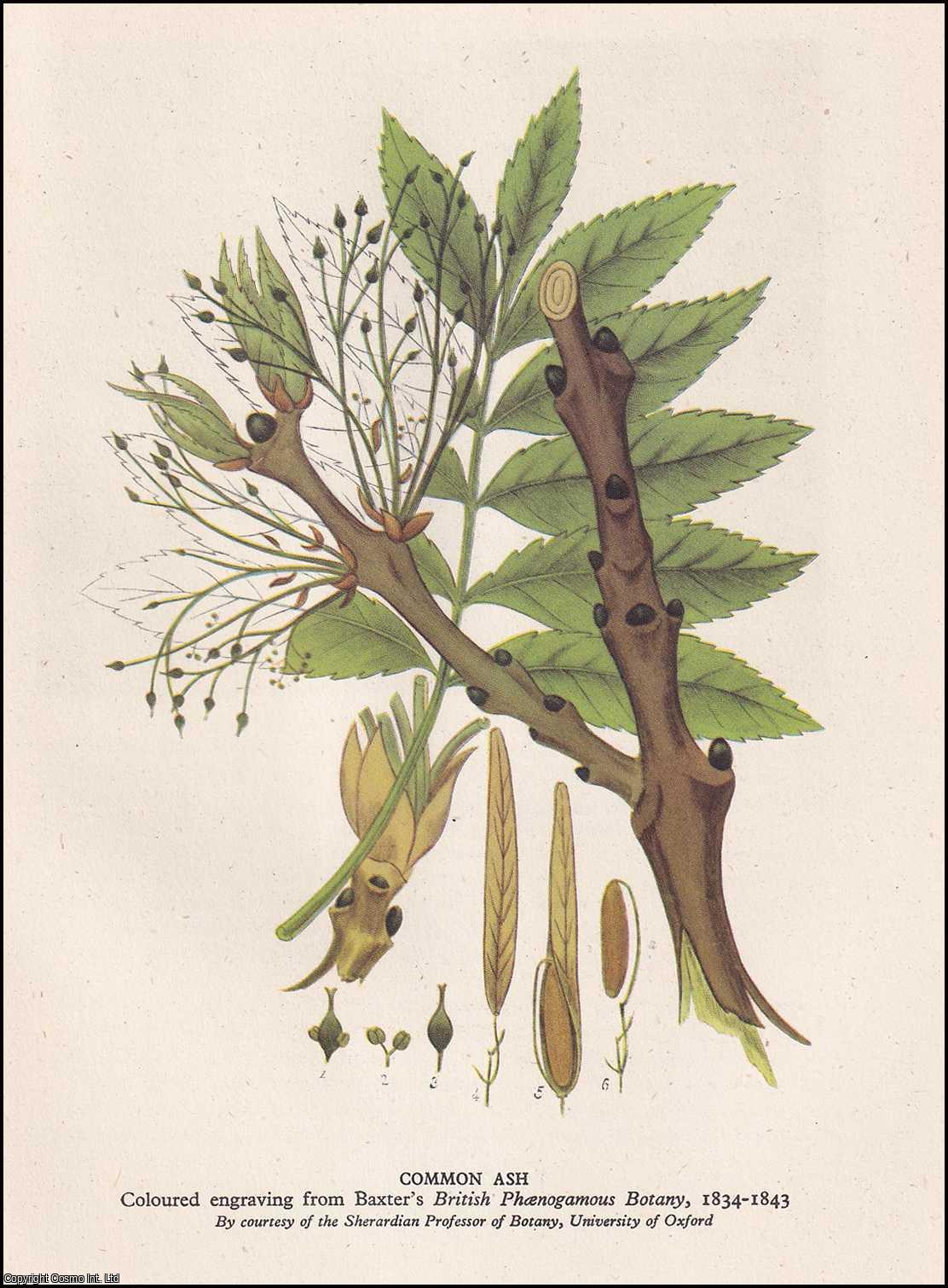 ALEXANDER L HOWARD - Trees In Britain. With 8 colour plates. Written by Alexander L Howard. Number 91 in the Britain in Pictures Series.