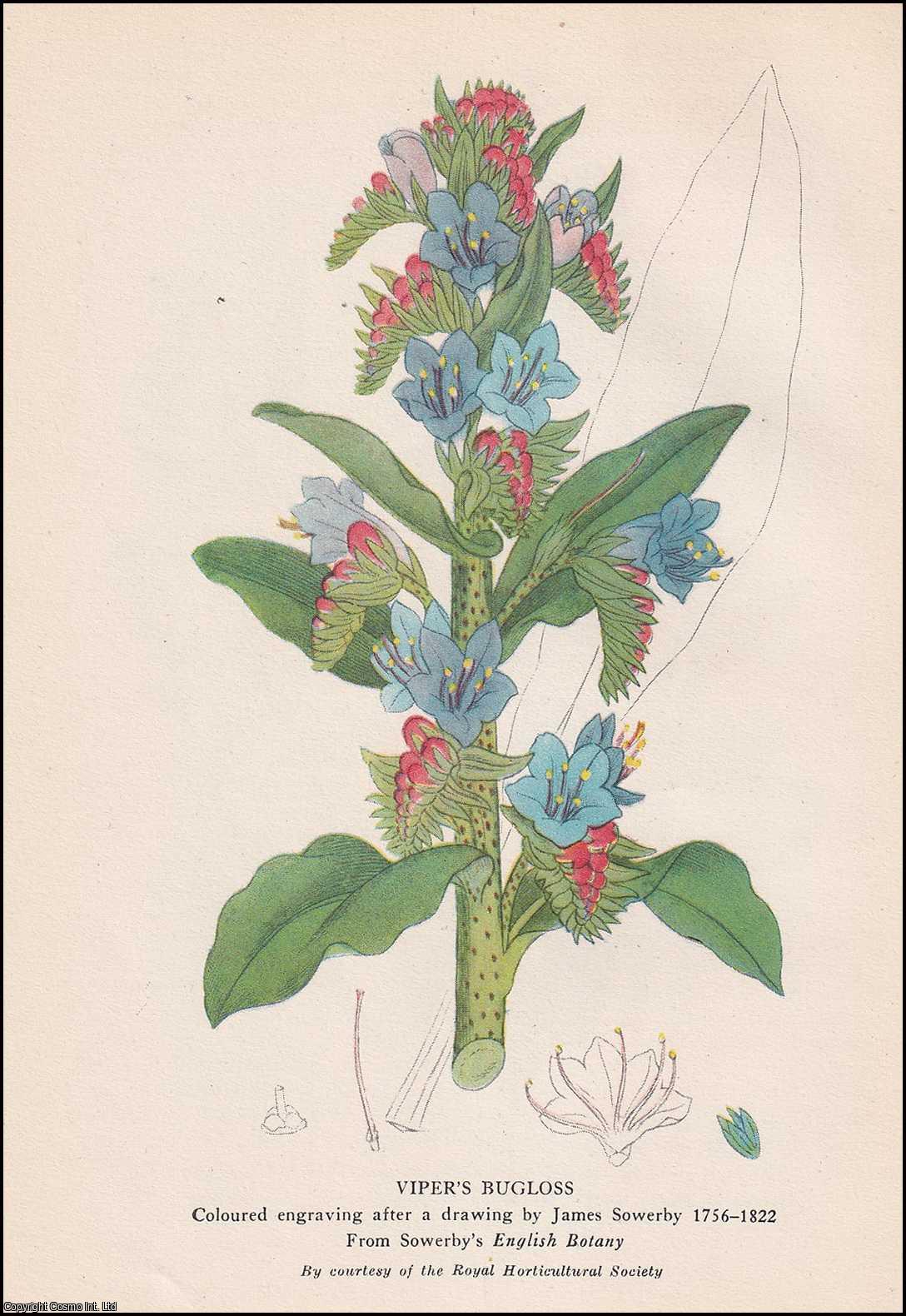 GEOFFREY GRIGSON - Wild Flowers In Britain. With 12 colour plates. Written by Geoffrey Grigson. Number 65 in the Britain in Pictures Series.