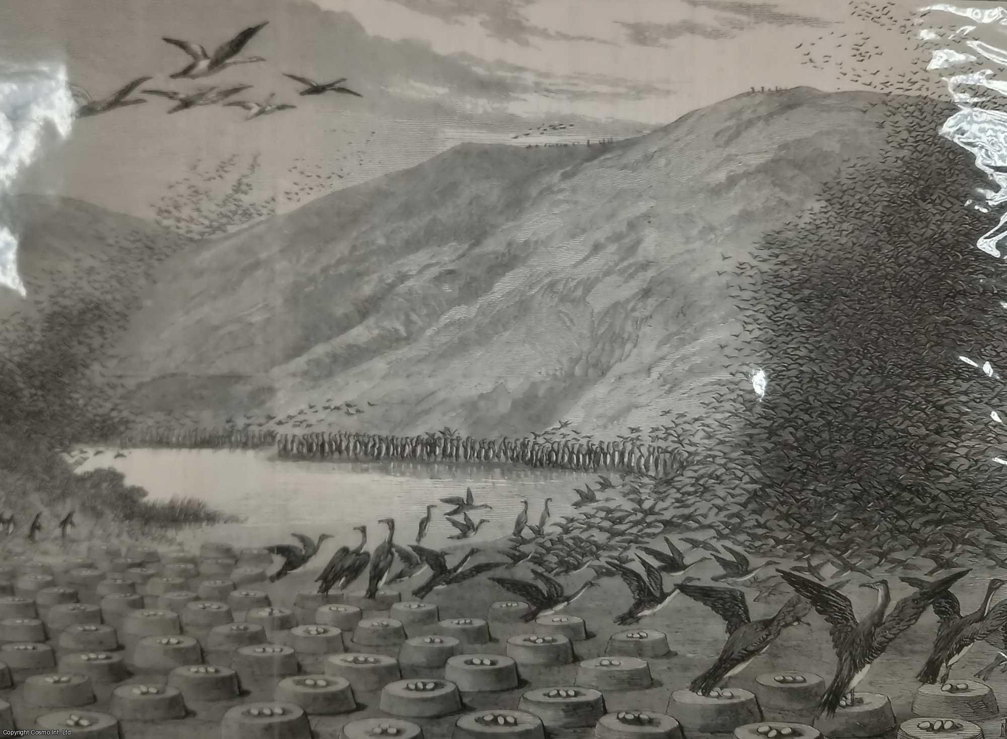CHILE - Cormorants' Nests on Magdalena Island, Straits of Magellan. An original print from the Illustrated London News, 1869.