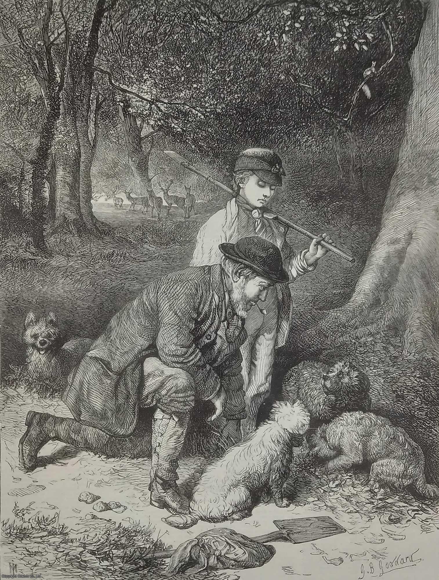 G.B. GODDARD - Truffle Hunting. An original print from the Illustrated London News, 1869.