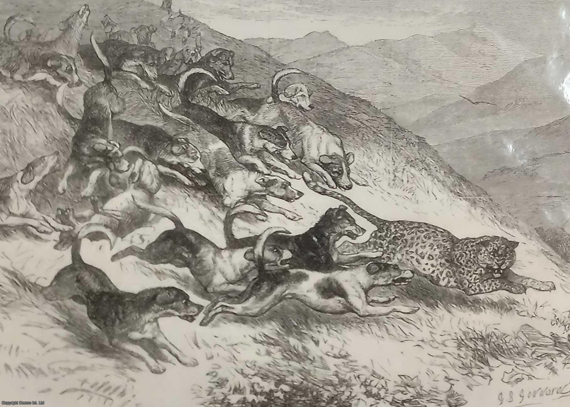 LEOPARD HUNT - Hunting in India; a Leopard Hunt with Foxhounds at Ootacamund. An original print and accompanying article from the Illustrated London News, 1869.