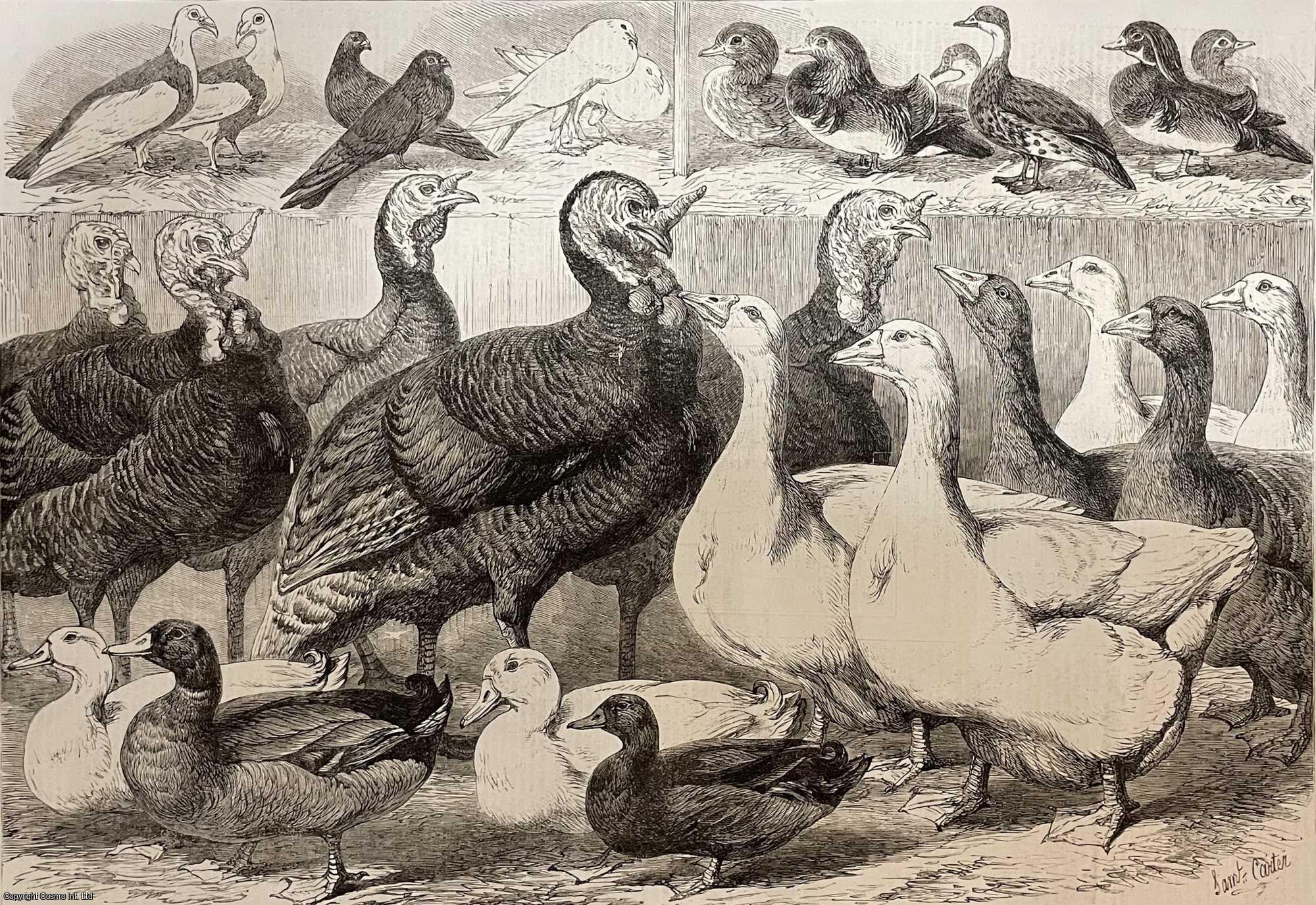 SAM CARTER - Prize Turkeys, Ducks and Pigeons at the Birmingham Poultry Show. An original print from the Illustrated London News, 1869.