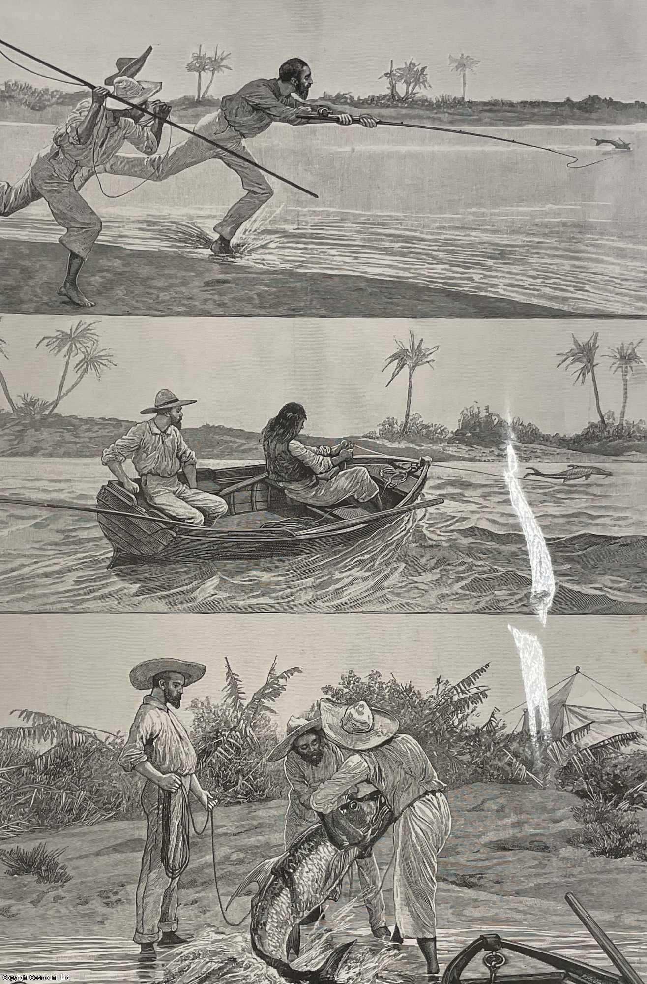 TARPON FISHING - Tarpon-Fishing in a Florida River. An original print from the Illustrated London News, 1895.