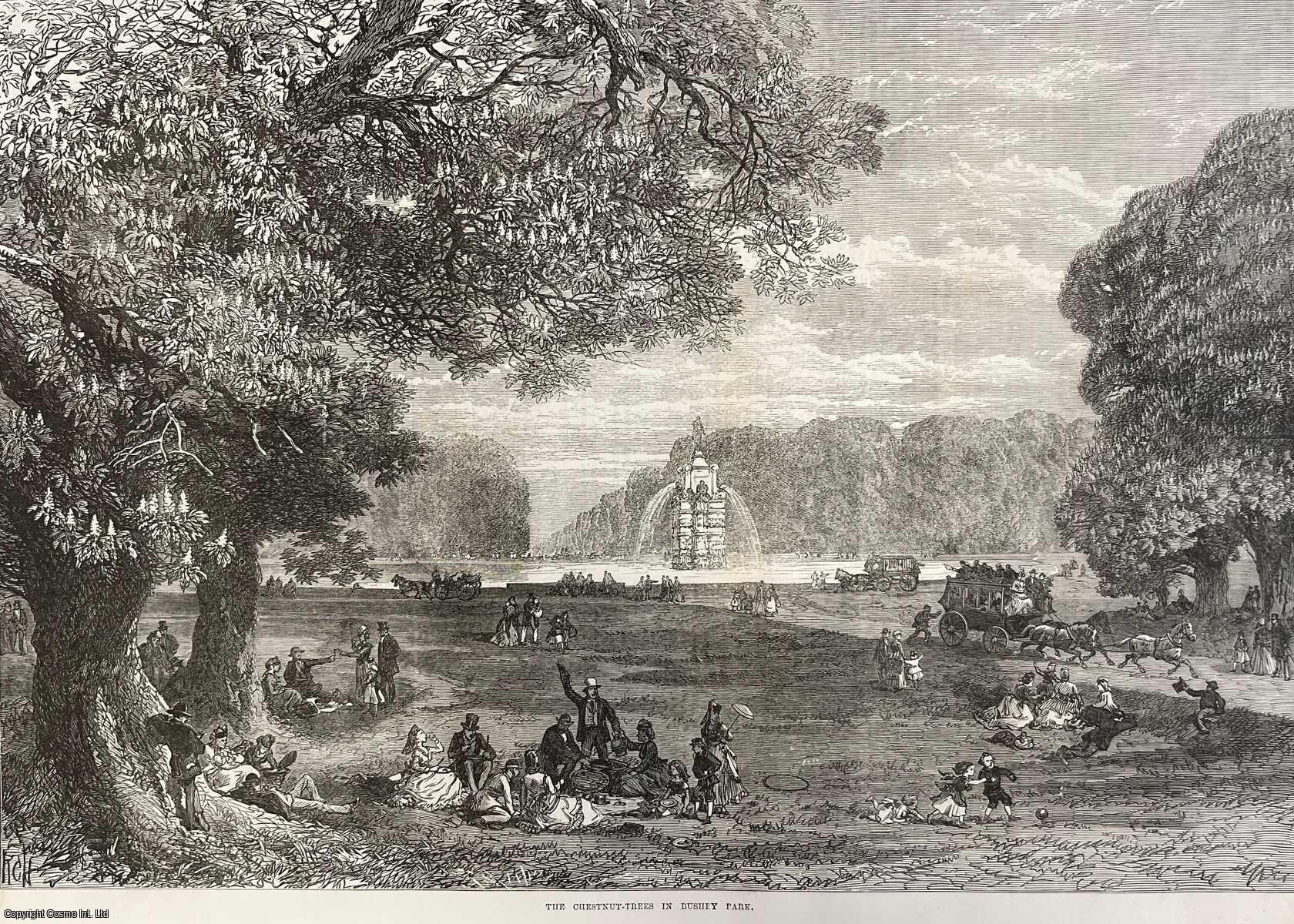 HERTFORDSHIRE - The Chestnut Trees in Bushey Park. An original print from the Illustrated London News, 1871.