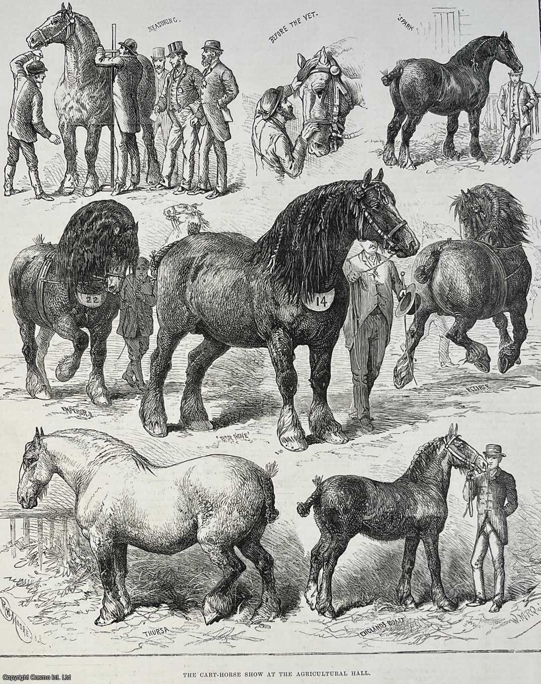 HORSES - The Cart-Horse Show at the Agricultural Hall. An original print from the Illustrated London News, 1882.