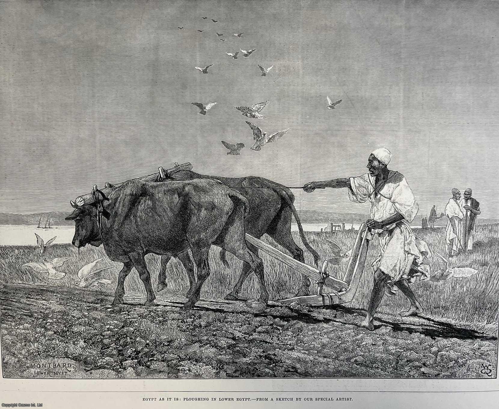EGYPT - Ploughing in Lower Egypt. An original print from the Illustrated London News, 1882.