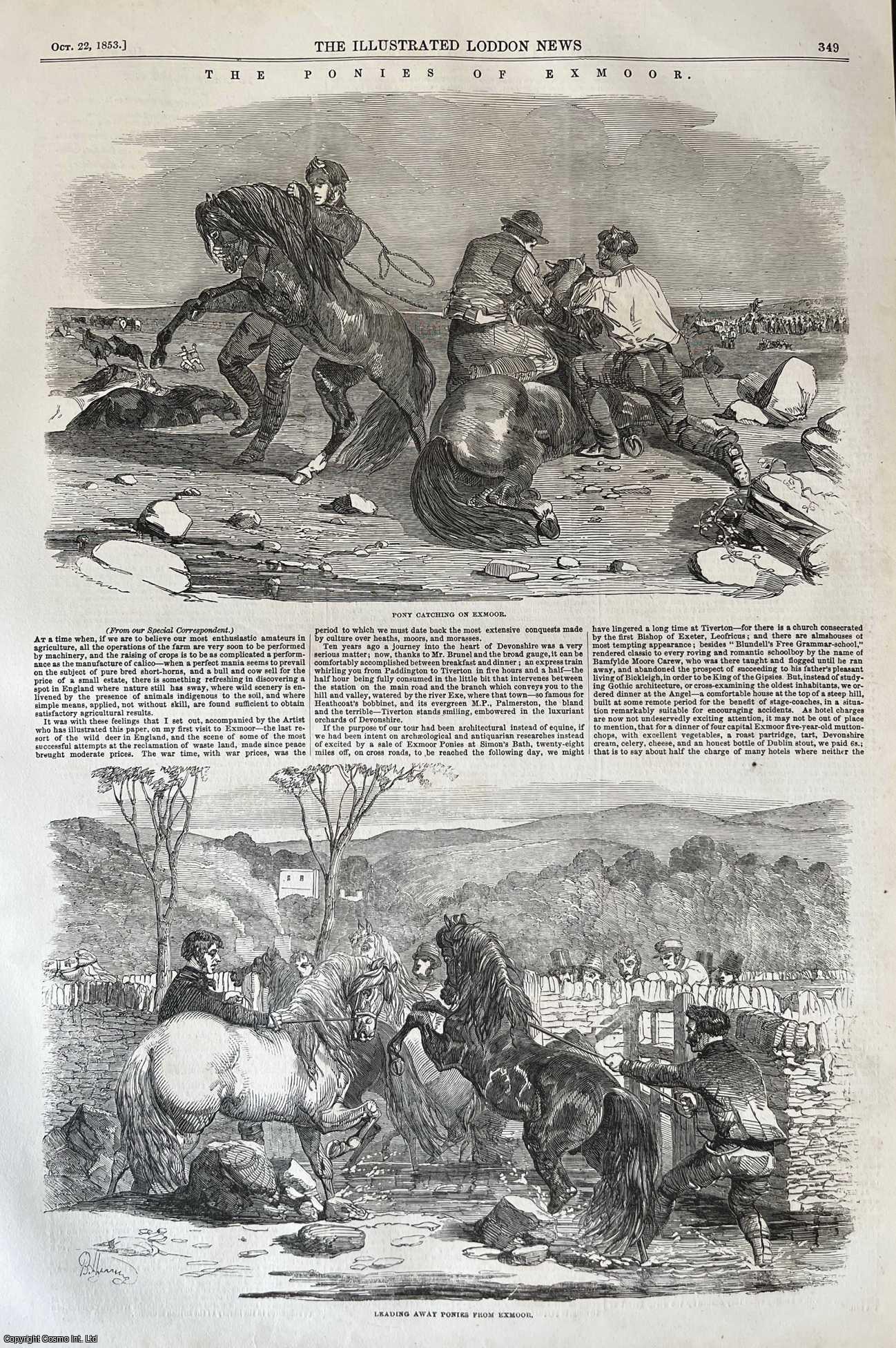 EXMOOR, PONIES - The Ponies of Exmoor. Two original woodcut engravings, with accompanying text continuing overleaf, from the Illustrated London News, 1853.