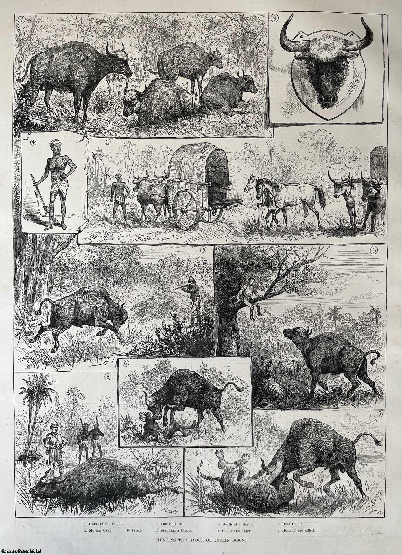 BISON HUNTING - Hunting the Gaour or Indian Bison. A collection of original woodcut engravings, with brief accompanying text overleaf, from the Illustrated London News, 1887.