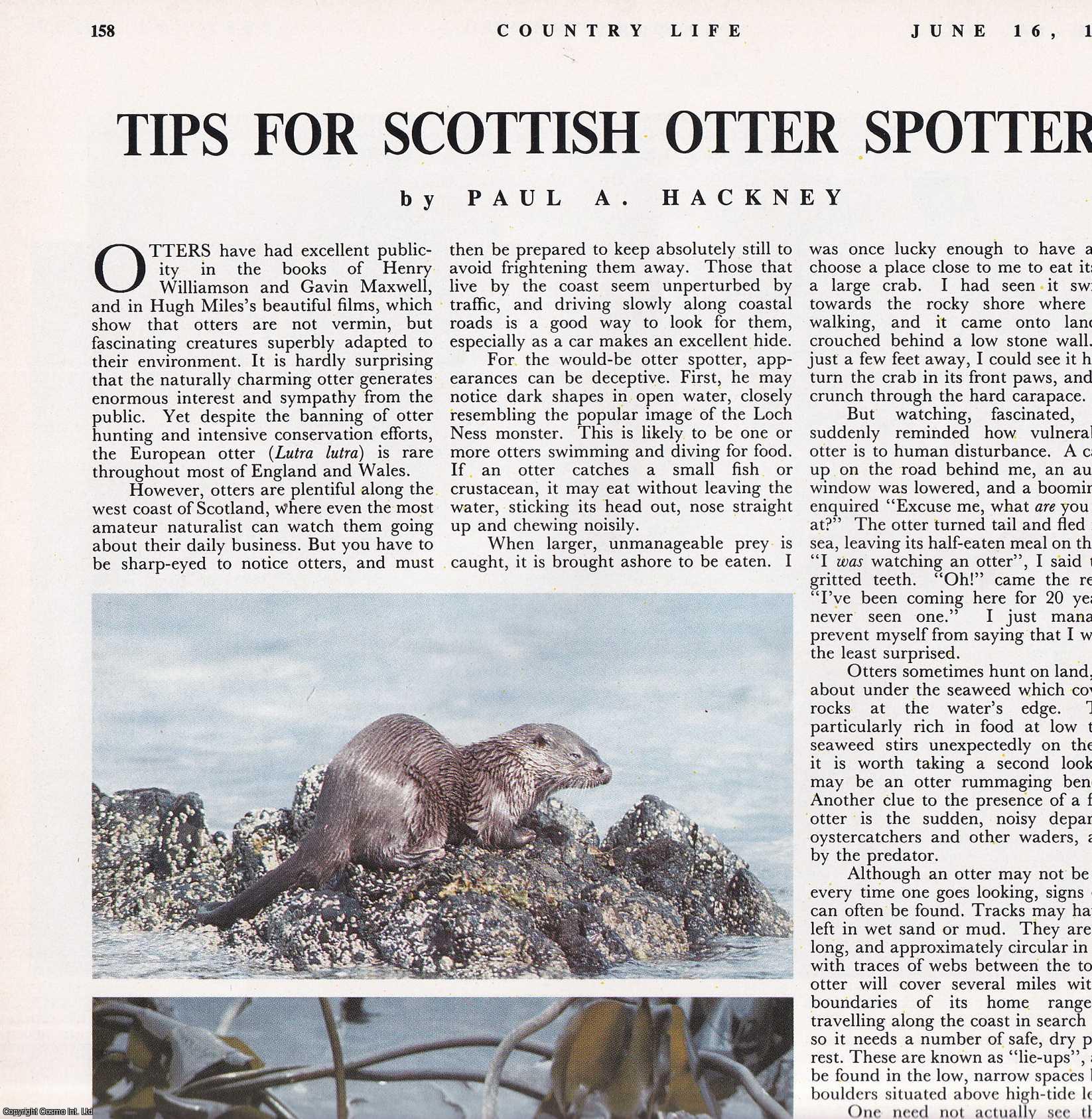 Paul A. Hackney - Tips for Scottish Otter Spotters. Several pictures and accompanying text, removed from an original issue of Country Life Magazine, 1988.