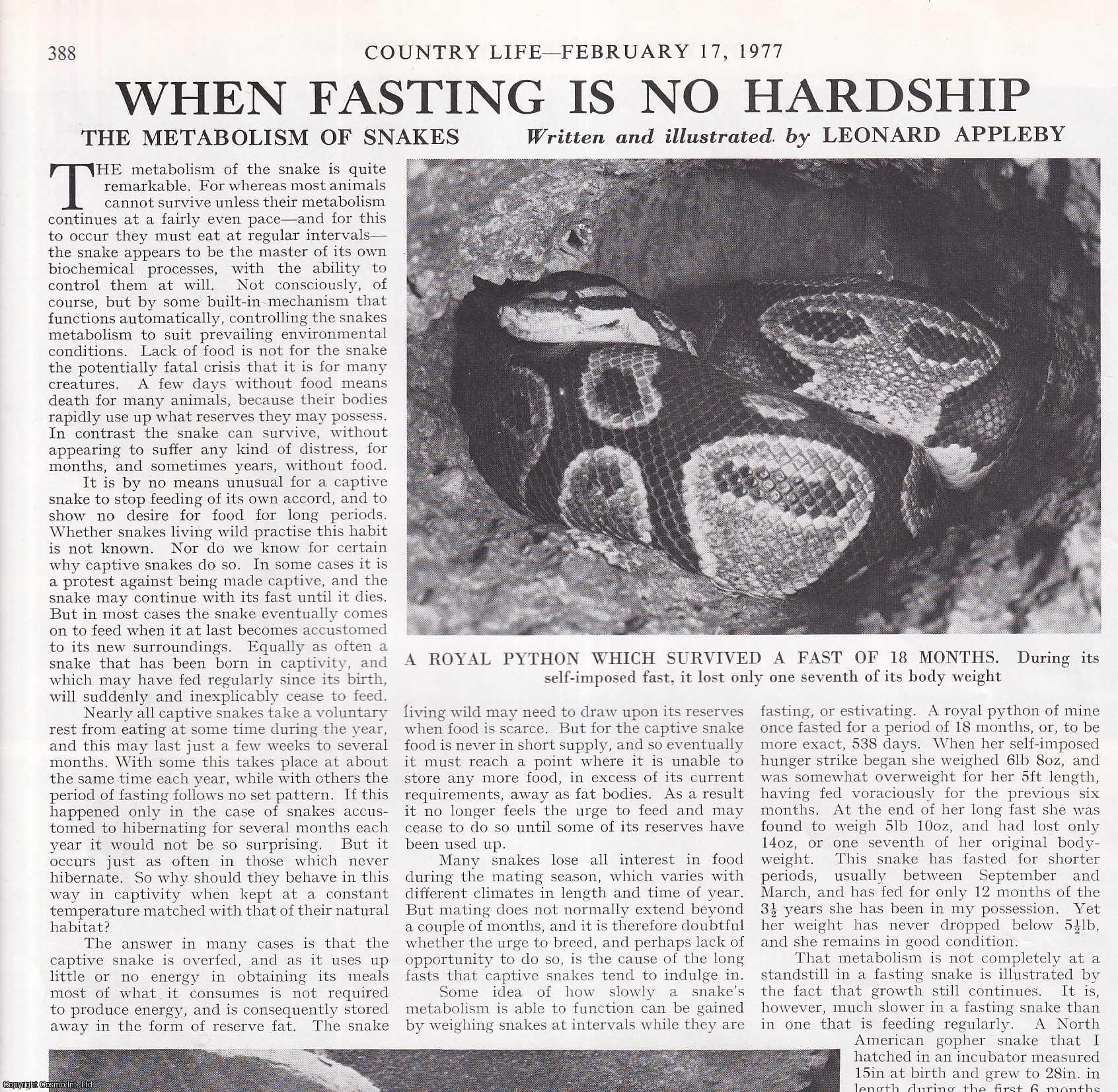 Leonard Appleby - The Metabolism of Snakes: When Fasting is no Hardship. Several pictures and accompanying text, removed from an original issue of Country Life Magazine, 1977.