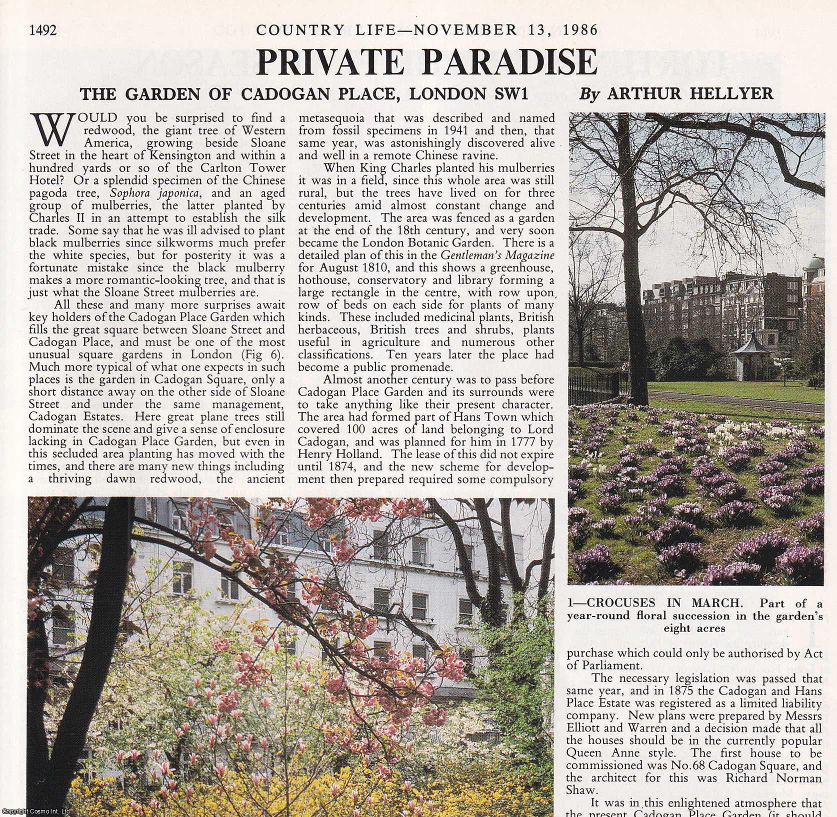 Arthur Hellyer - The Gardens of Cadogan Place, London SW1. Several pictures and accompanying text, removed from an original issue of Country Life Magazine, 1986.