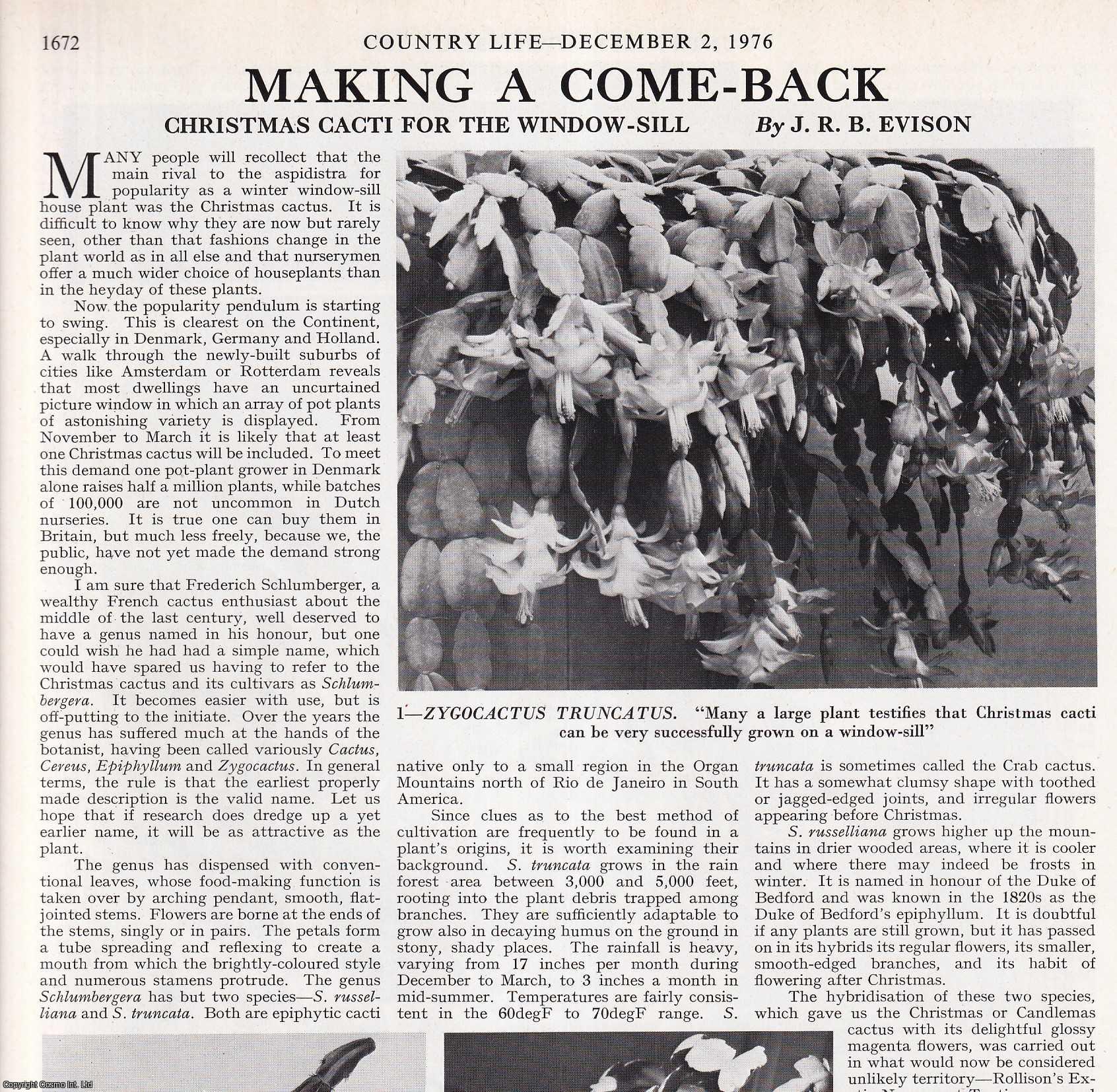 J.R.B. Evison - Christmas Cacti for the Window-Sill. Several pictures and accompanying text, removed from an original issue of Country Life Magazine, 1976.