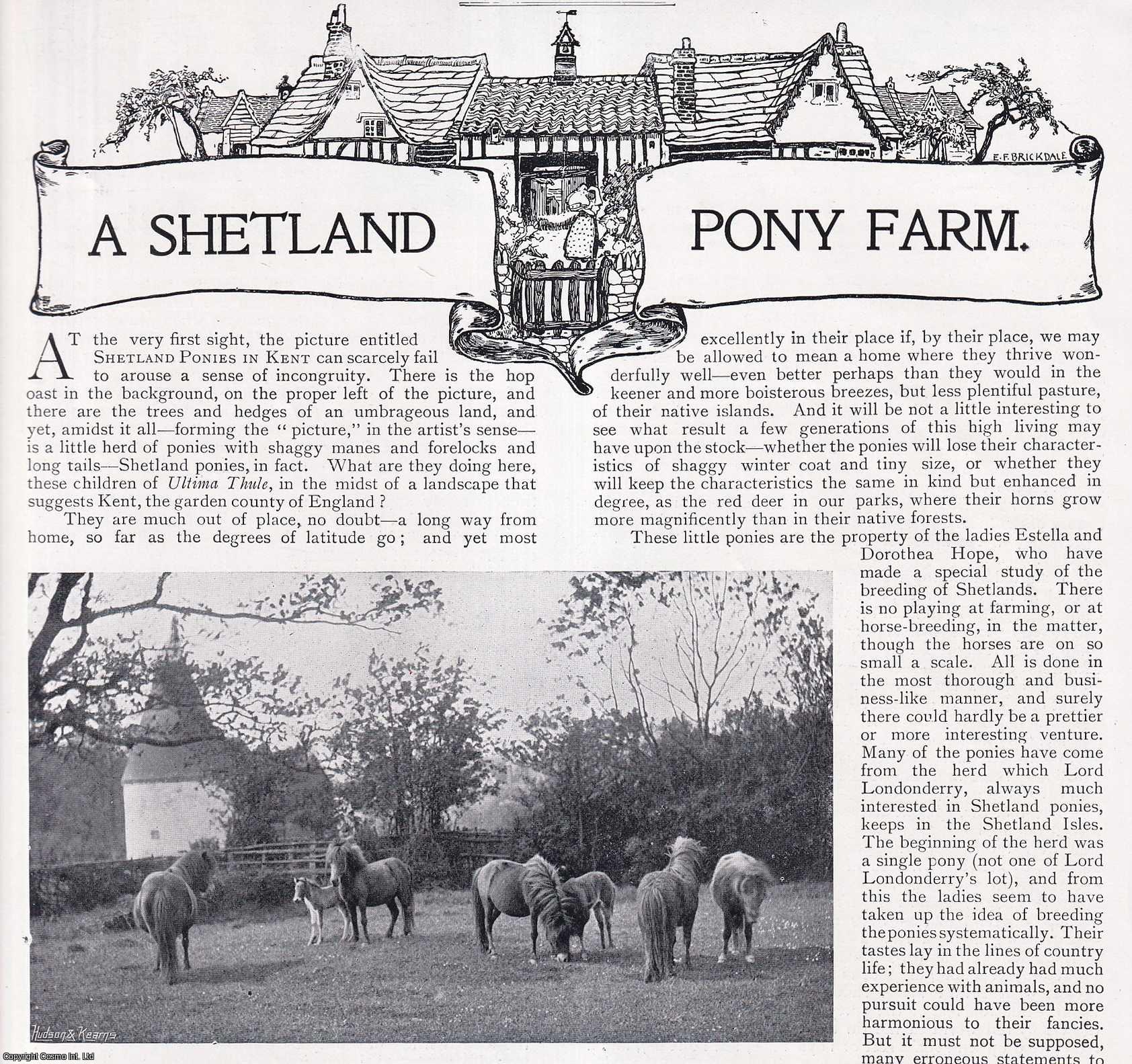 COUNTRY LIFE - A Shetland Pony Farm in Kent. Several pictures and accompanying text, removed from an original issue of Country Life Magazine, 1898.