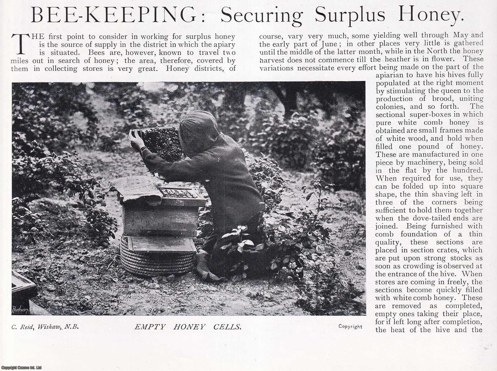 COUNTRY LIFE - Bee-Keeping: Securing Surplus Honey. Several pictures and accompanying text, removed from an original issue of Country Life Magazine, 1898.