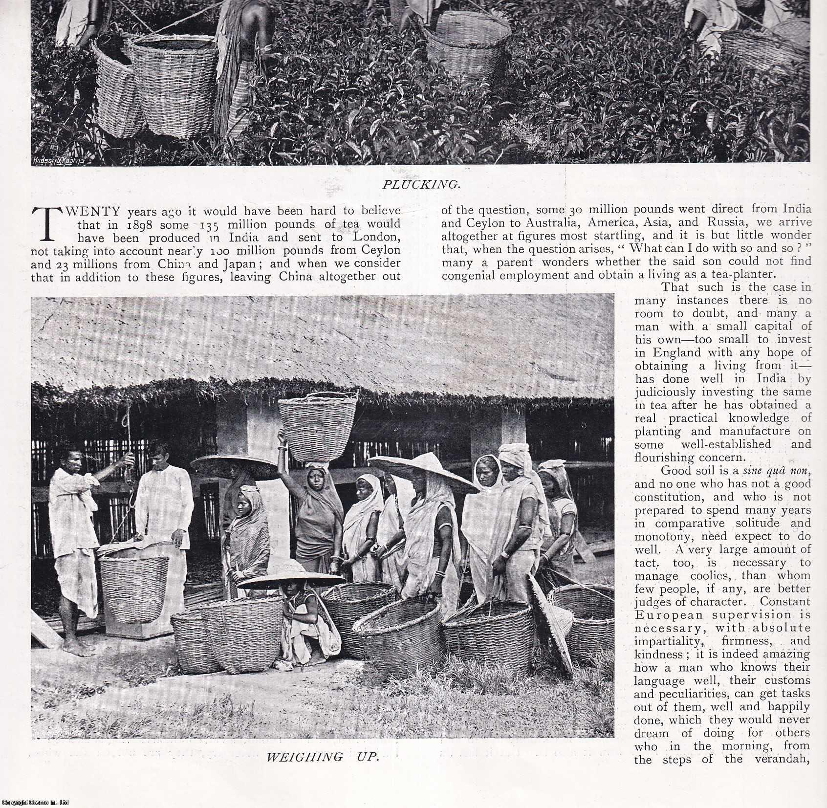COUNTRY LIFE - Tea-Planting in India. Several pictures and accompanying text, removed from an original issue of Country Life Magazine, 1899.