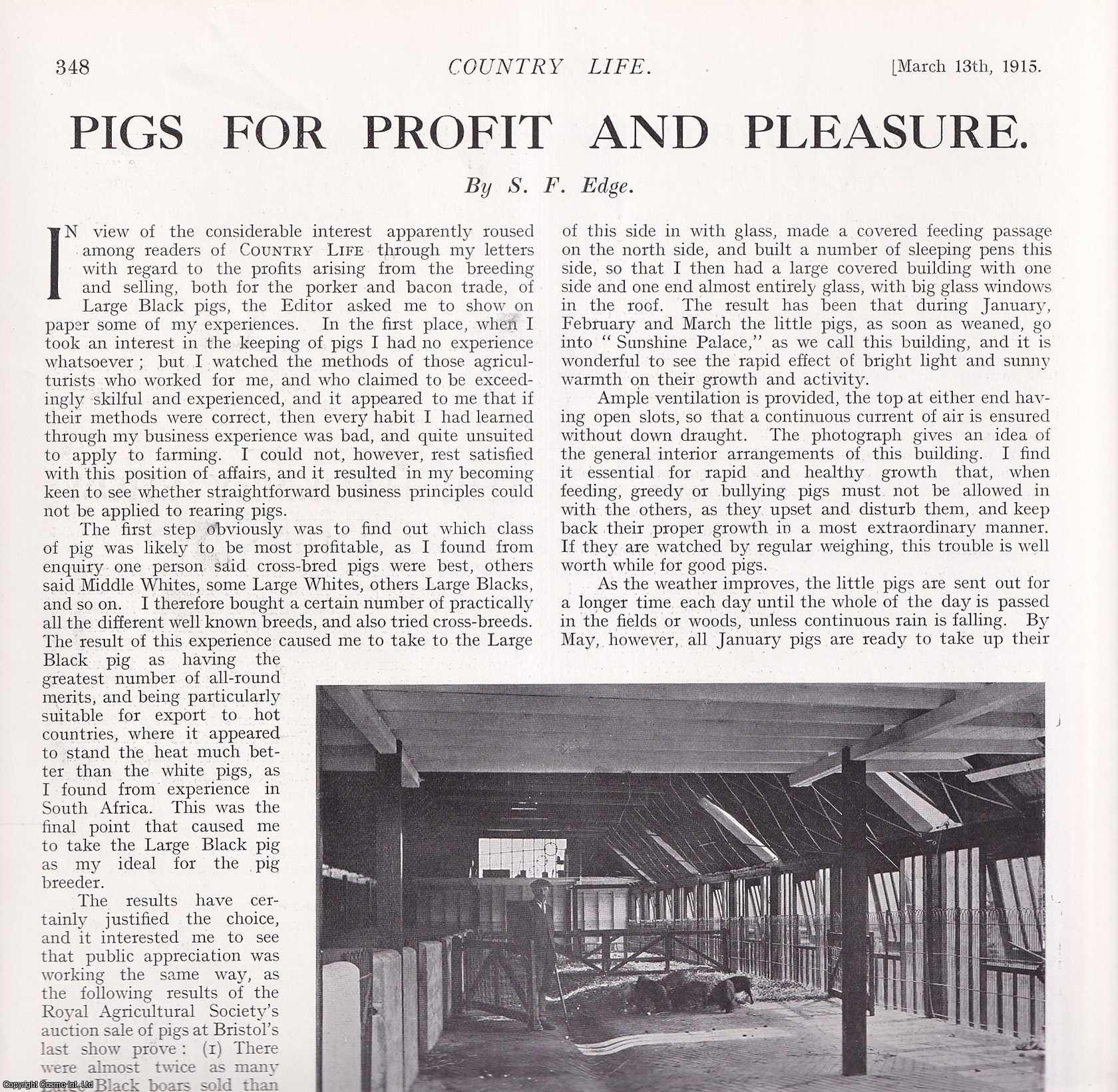 COUNTRY LIFE - Breeding Pigs for Profit and Pleasure. Several pictures and accompanying text, removed from an original issue of Country Life Magazine, 1915.