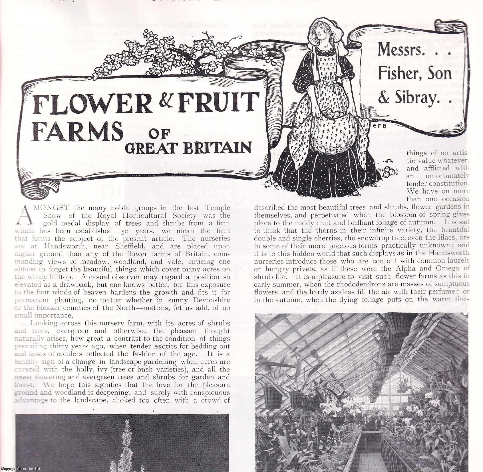 GARDENING - The Plant Nurseries of Messrs Fisher, Son and Sibray of Handsworth, near Sheffield. Several pictures and accompanying text, removed from an original issue of Country Life Magazine, 1899.