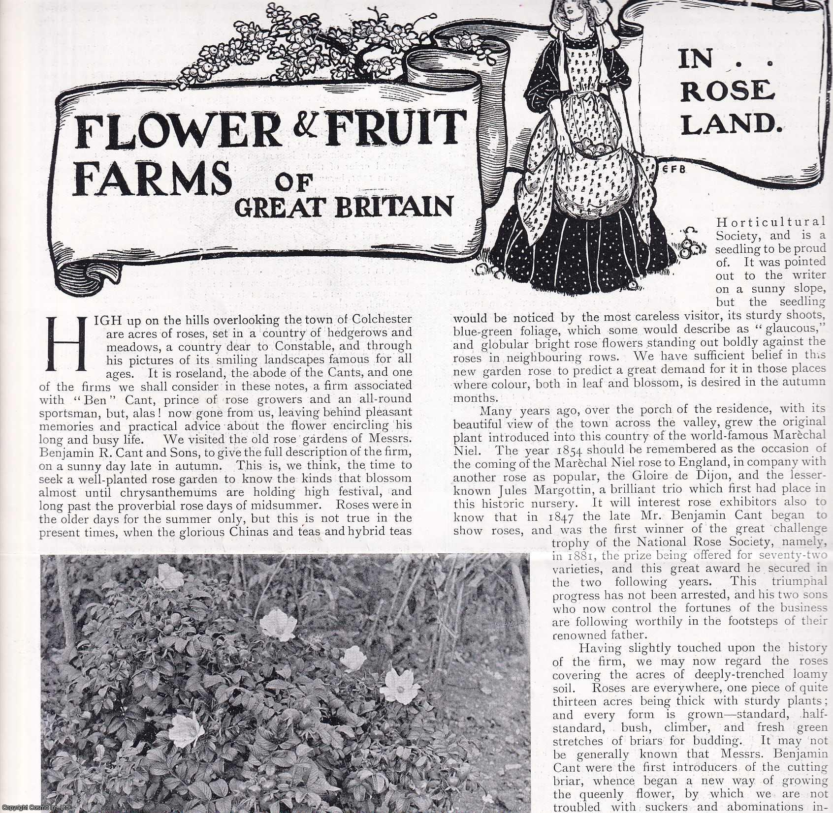GARDENING - The Old Rose Gardens of Messrs. Benjamin R. Cant and Sons near Colchester. Several pictures and accompanying text, removed from an original issue of Country Life Magazine, 1900.