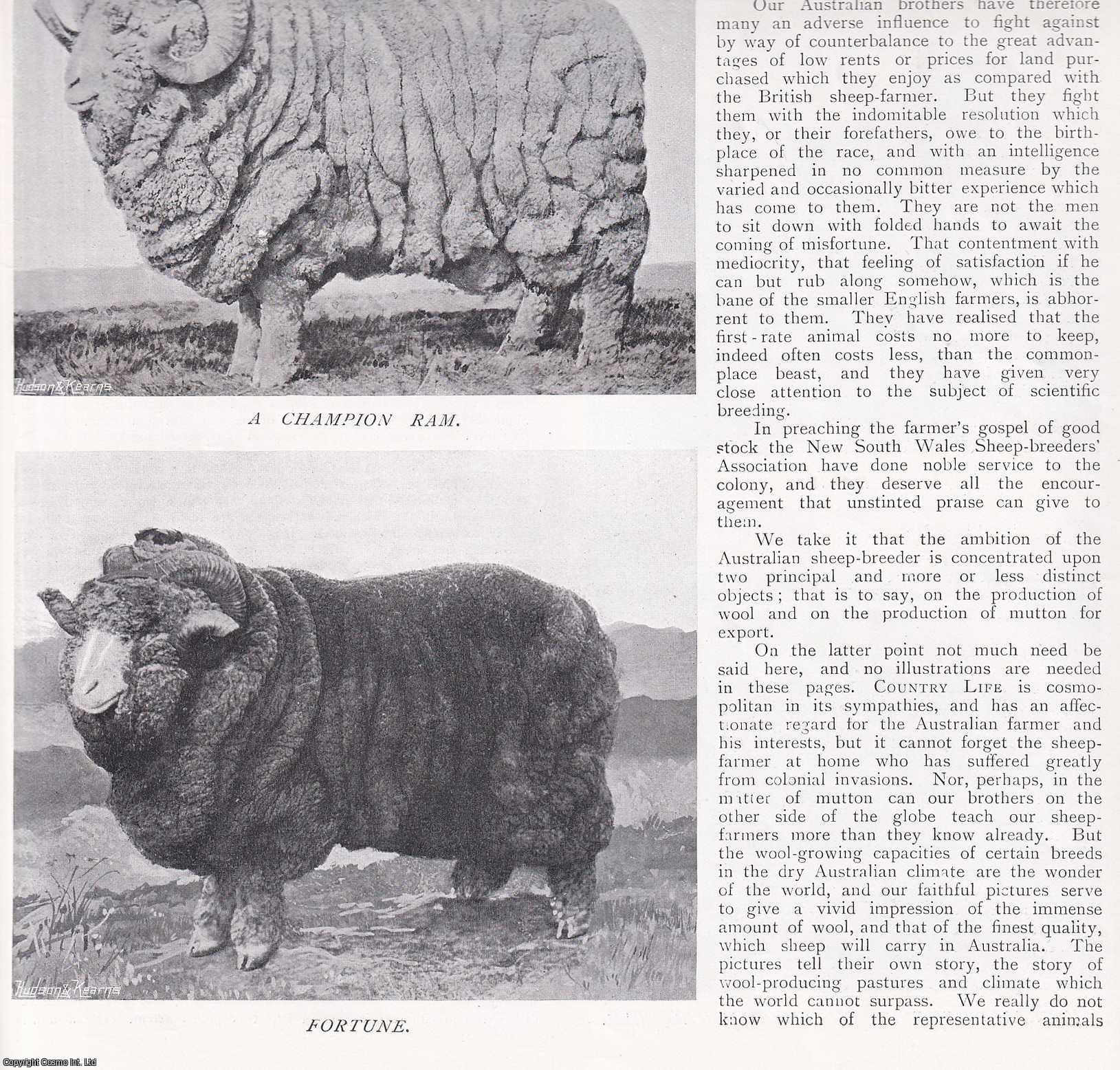 Sheep Farming - Some Australian Sheep. Several pictures and accompanying text, removed from an original issue of Country Life Magazine, 1898.