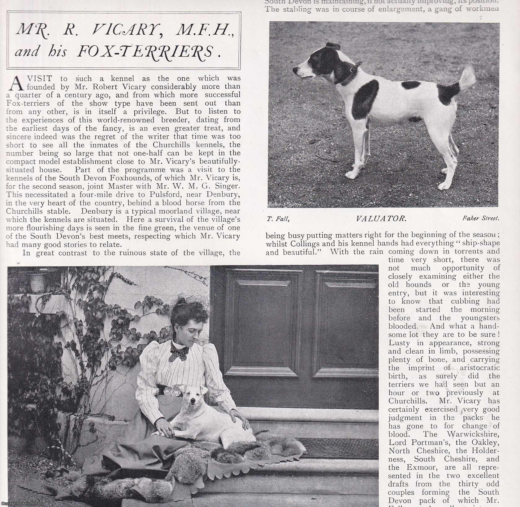 FOX HUNTING - Mr R Vicary, M.F.H. of the South Devon Hunt, and His Fox-Terriers. Several pictures and accompanying text, removed from an original issue of Country Life Magazine, 1898.
