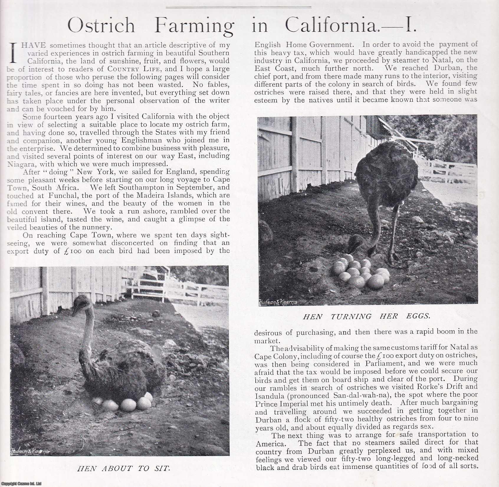 OSTRICH FARMS - Ostrich Farming in California. Several pictures and accompanying text, removed from an original issue of Country Life Magazine, 1898.