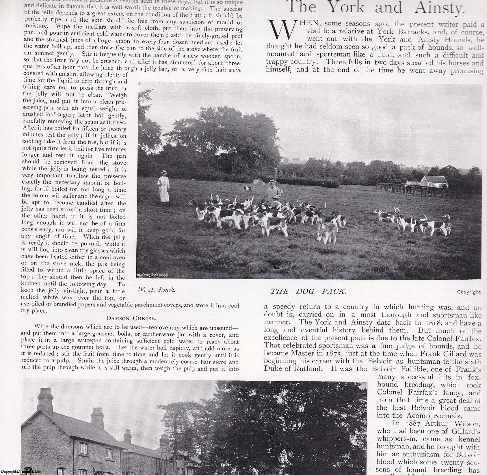 FOX HUNTING - The York and Ainsty Hounds. Several pictures and accompanying text, removed from an original issue of Country Life Magazine, 1899.