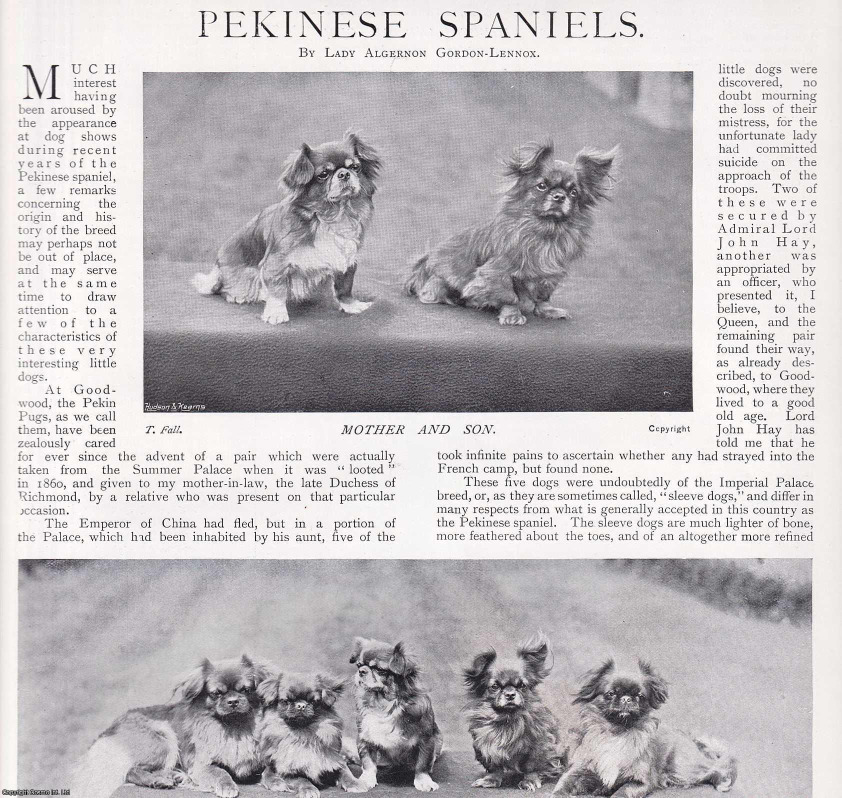 Lady Algernon Gordon-Lennox - Pekinese Spaniels. Several pictures and accompanying text, removed from an original issue of Country Life Magazine, 1899.