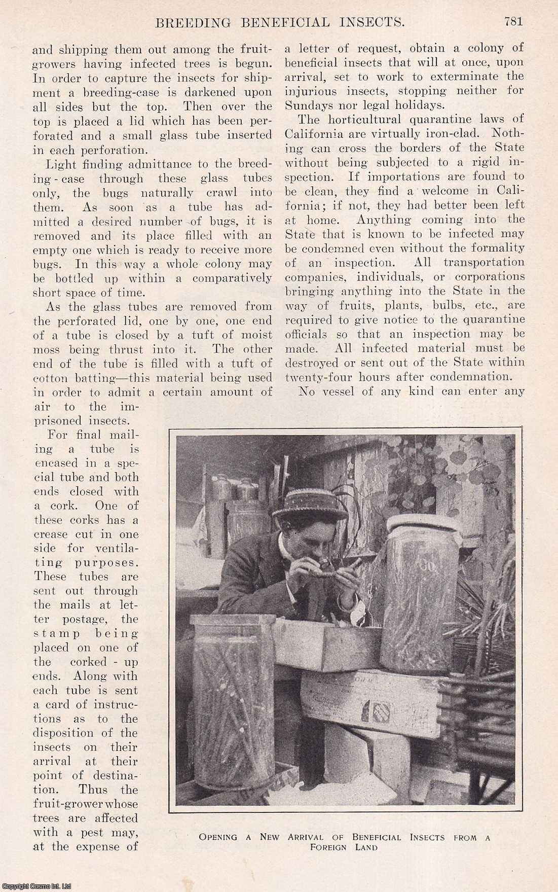 H.A. Crafts - Breeding Beneficial Insects. This is an original article from the Harper's Monthly Magazine, 1905.