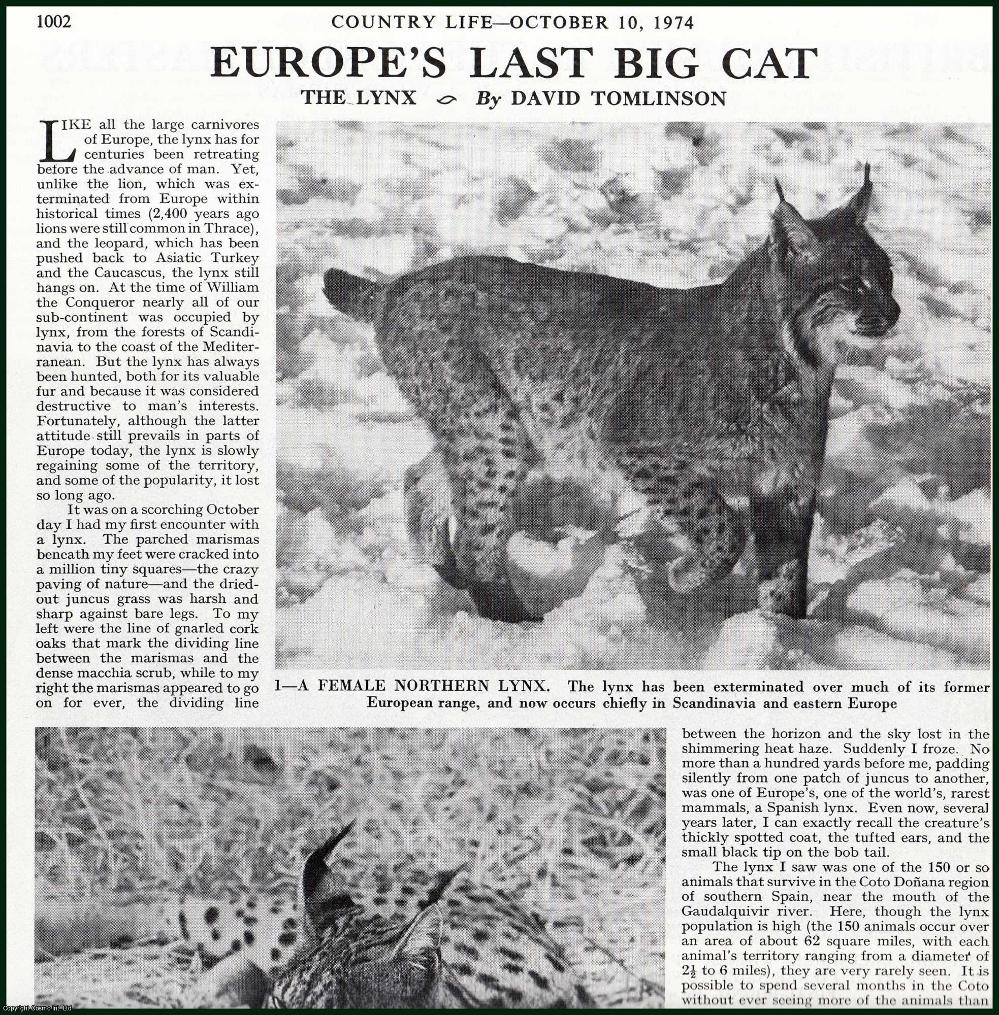 Country Life Magazine - The Lynx : Europe's Last Big Cat. Several pictures and accompanying text, removed from an original issue of Country Life Magazine, 1974.