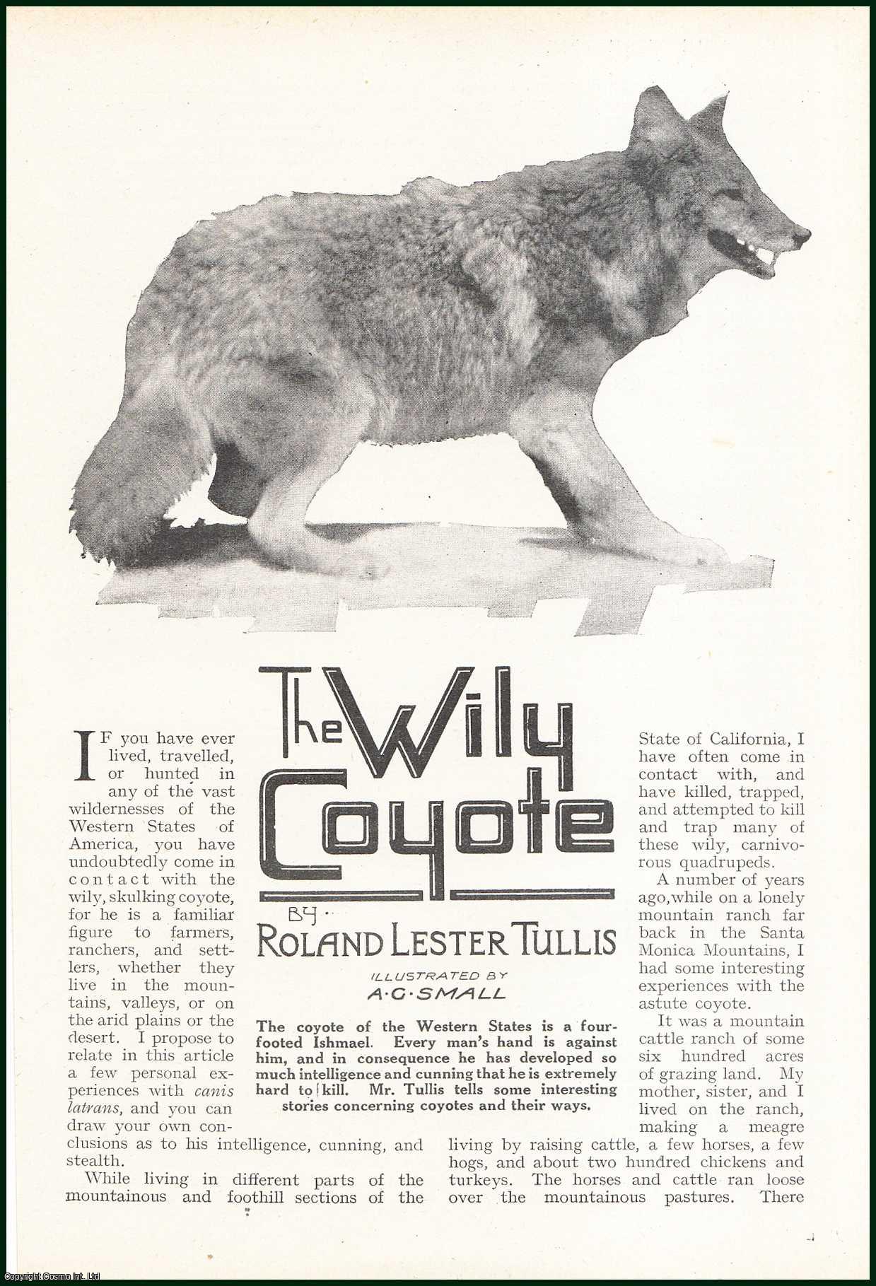 Roland Lester Tullis, illustrated by A.G. Small. - The Wily Coyote : the coyote of the Western States is a four-footed Ishmael. This is an uncommon original article from the Wide World Magazine, 1921.