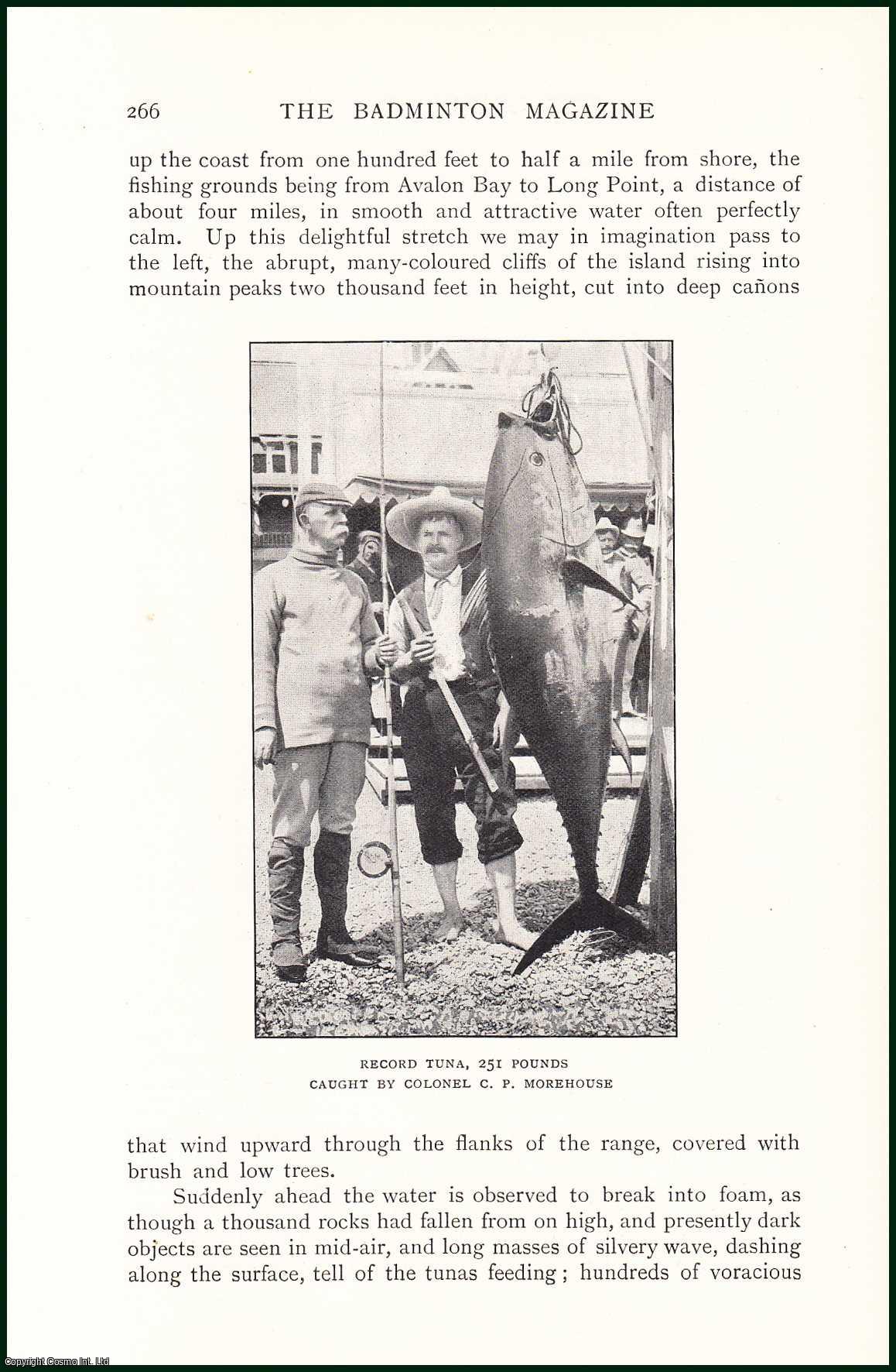Charles Frederick Holder, Author of Big Game Fishes, etc. Holder of The Tuna Rod Record (183lb.) for 1898-99. - Angling in Santa Catalina, Southern California : The Leaping Tuna Fish. An uncommon original article from the Badminton Magazine, 1903.