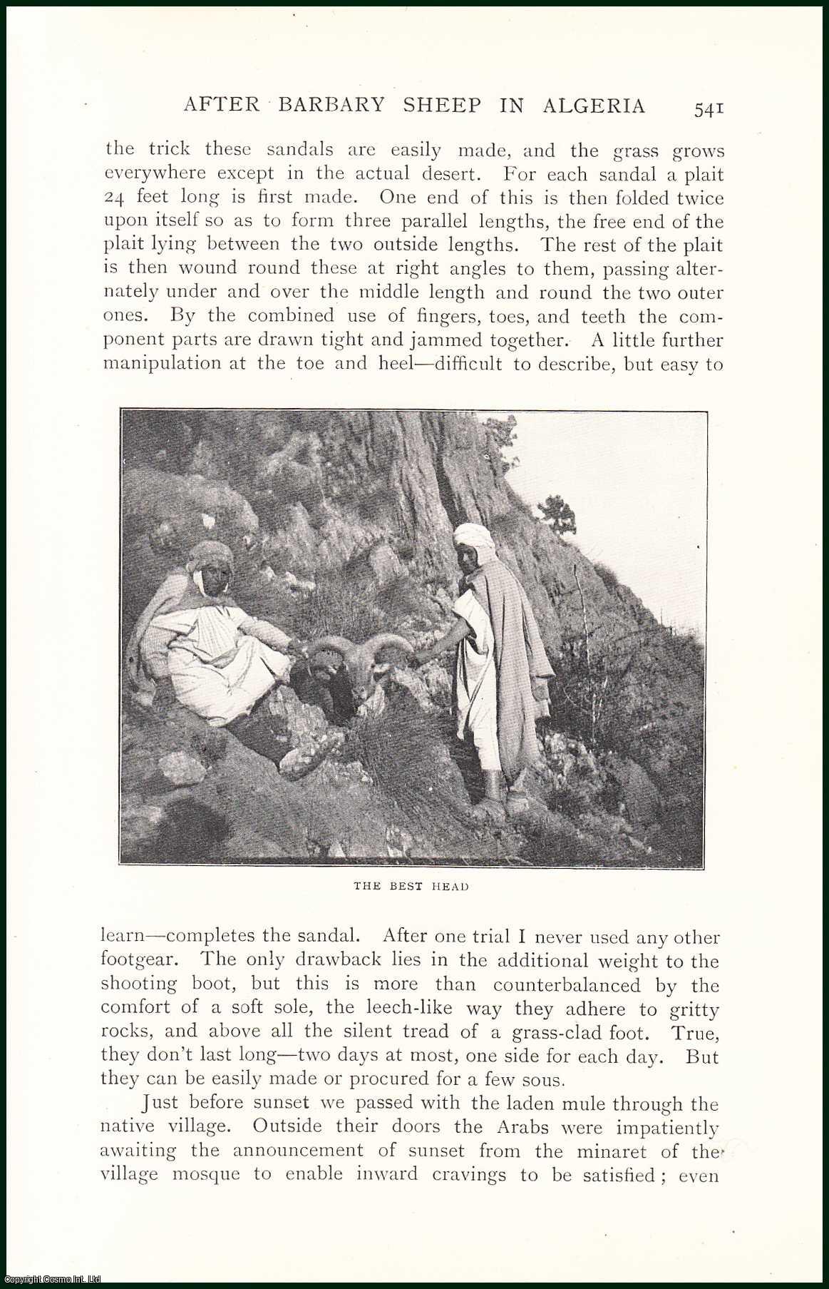 H.P. Highton - After Barbary Sheep in Algeria. An uncommon original article from the Badminton Magazine, 1903.