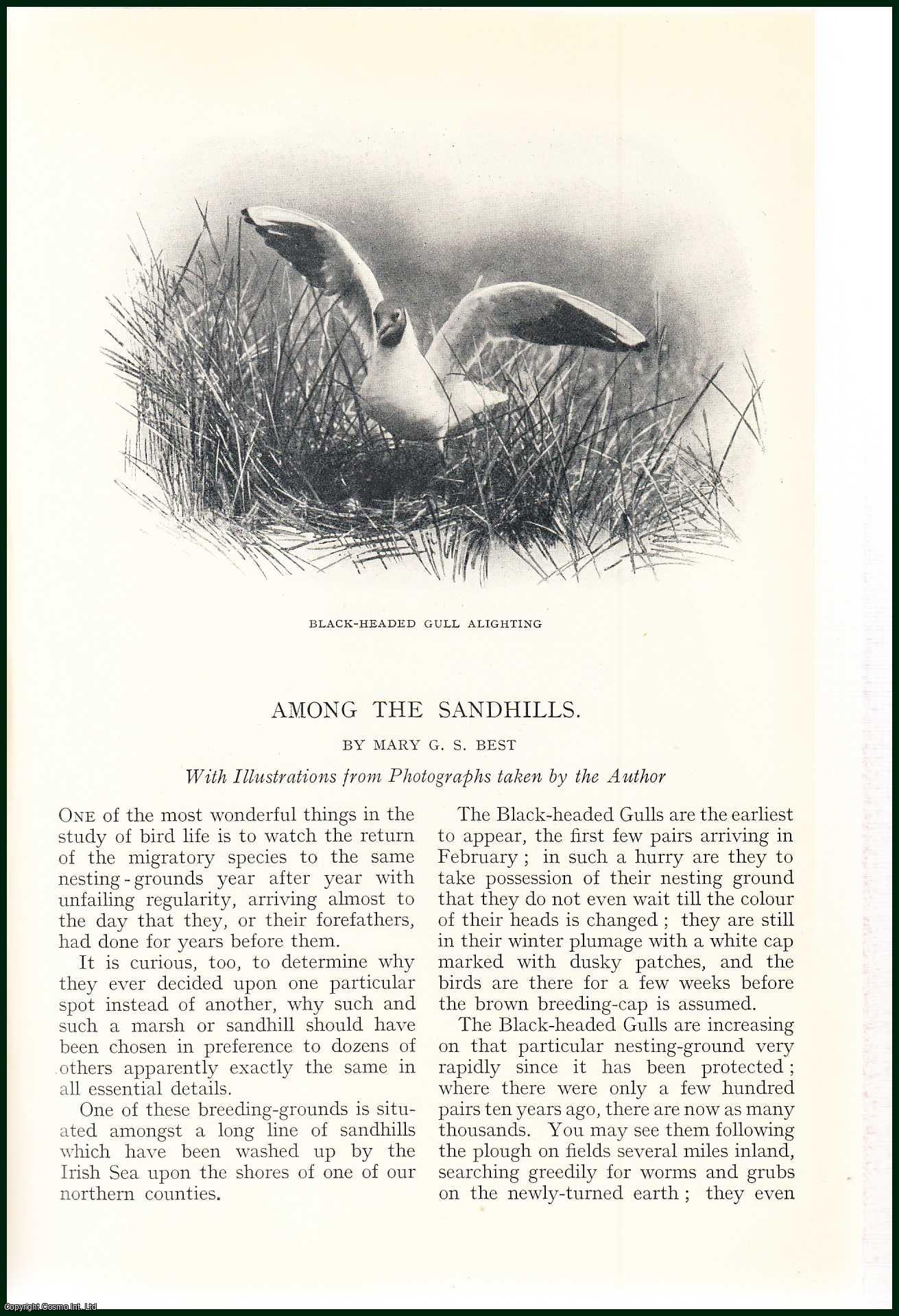 Mary G.S. Best - The Black-Headed Gulls : Bird Life Nesting Among The Sandhills, Washed up by The Irish sea. An uncommon original article from the Badminton Magazine, 1913.