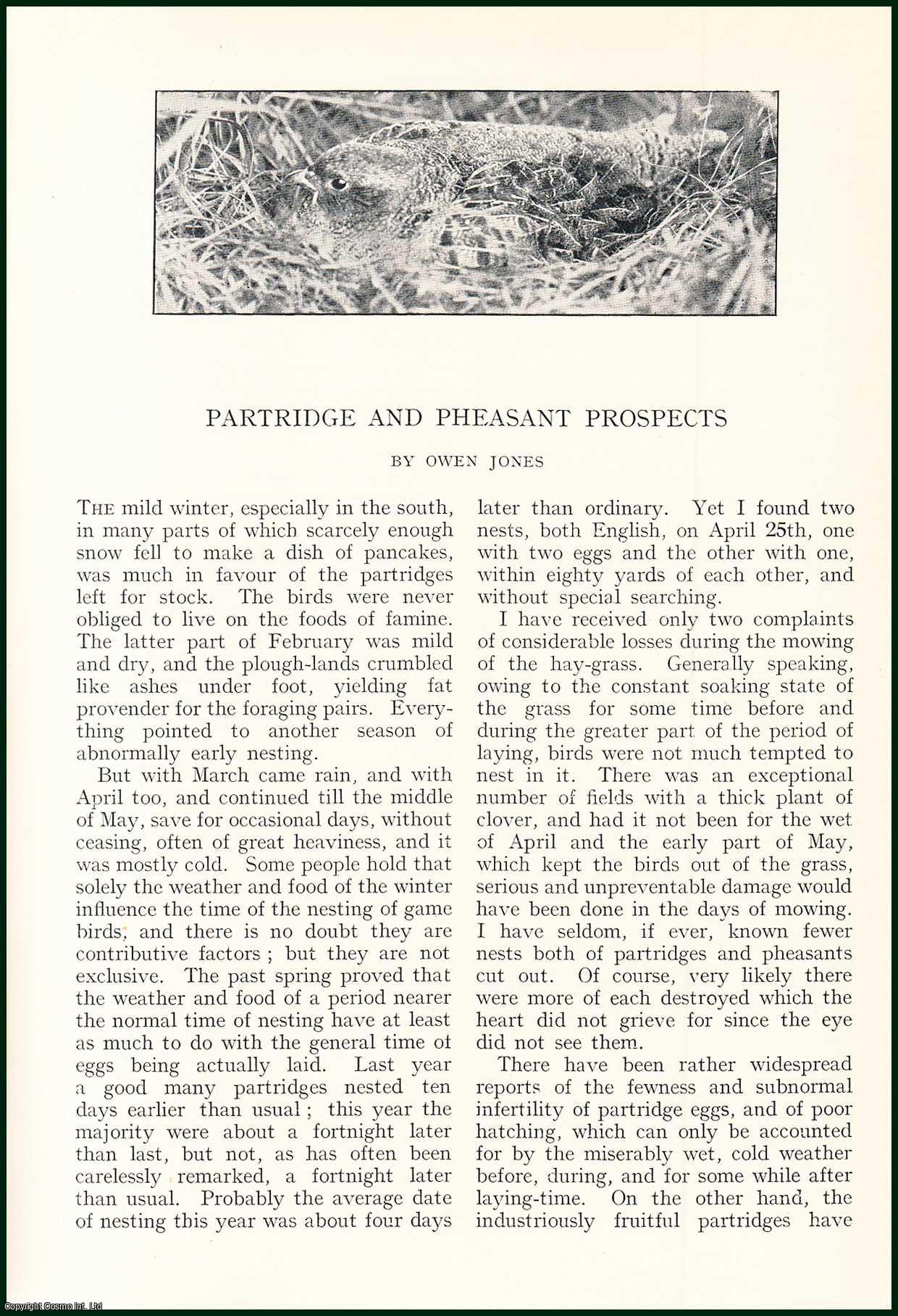 Owen Jones - Partridge & Pheasant Prospects. An uncommon original article from the Badminton Magazine, 1913.