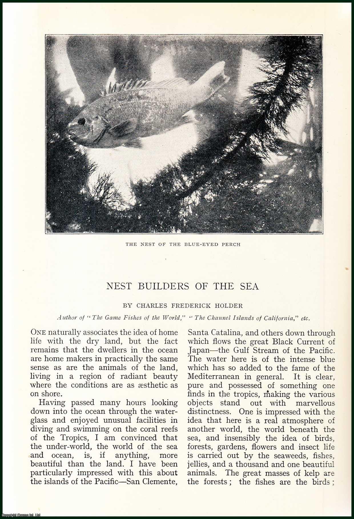 Charles Frederick Holder, Author of The Game Fishes of The World, & The Channel Islands of California, etc. - Giant Rock Crabs ; Rock Bass ; Saddle Fish ; Sea Snails ; Lizard Fish ; Puff Shark & more : Nest Builders of The Sea, Santa Catalina. An uncommon original article from the Badminton Magazine, 1913.