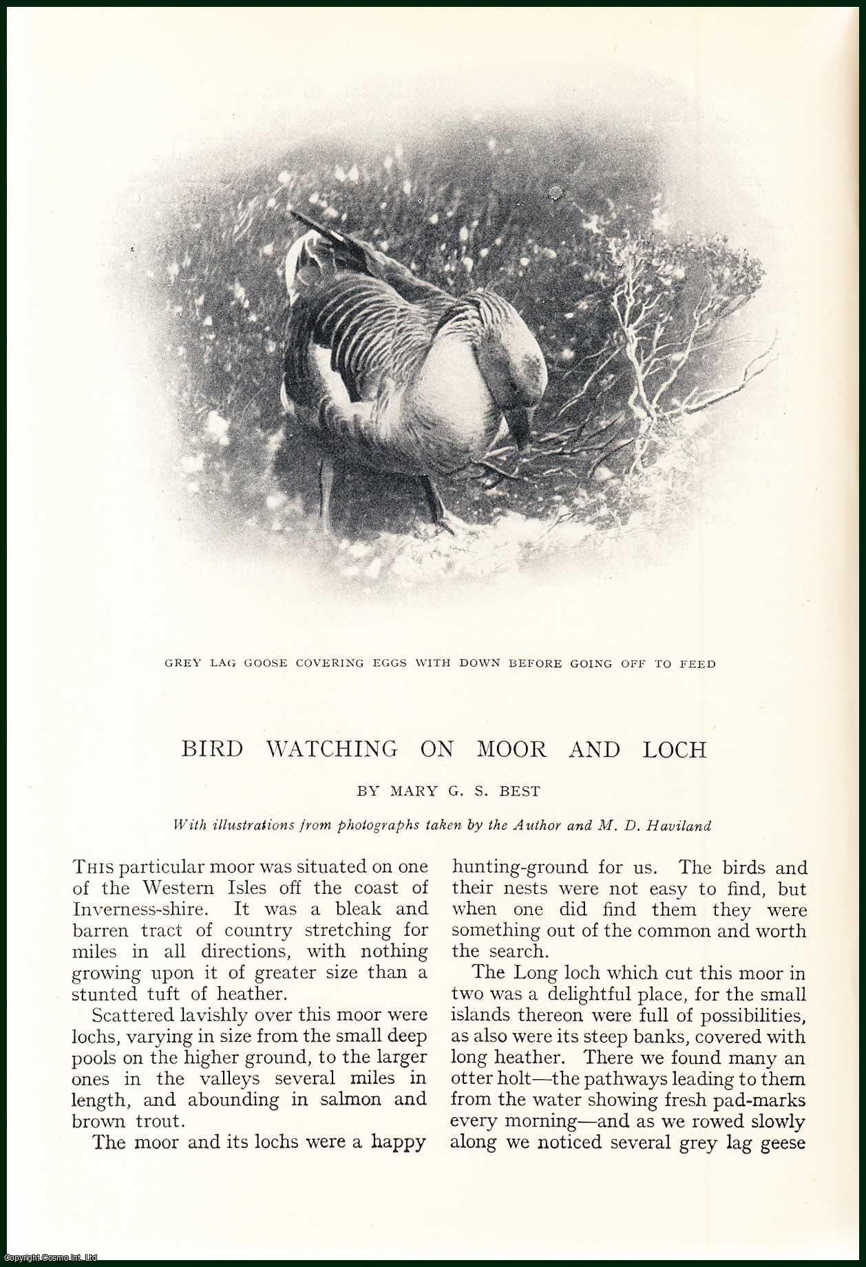 Mary G.S. Best, illustrated by M.D. Haviland. - Bird Watching on Moor & Loch, Wester Isles Off The Coast of Inverness-shire. An uncommon original article from the Badminton Magazine, 1913.