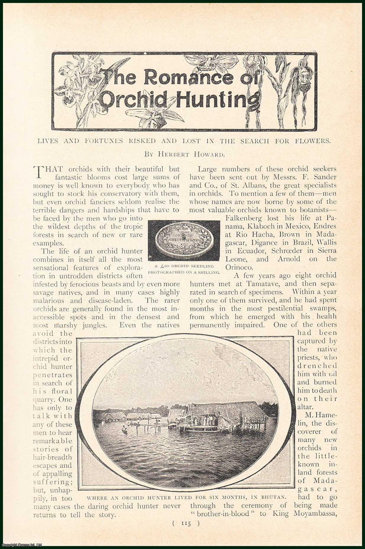 Herbert Howard - The Romance Of Orchid Hunting : Lives & Fortunes Risked & Lost In The Search For Flowers. An uncommon original article from the Harmsworth London Magazine, 1902.