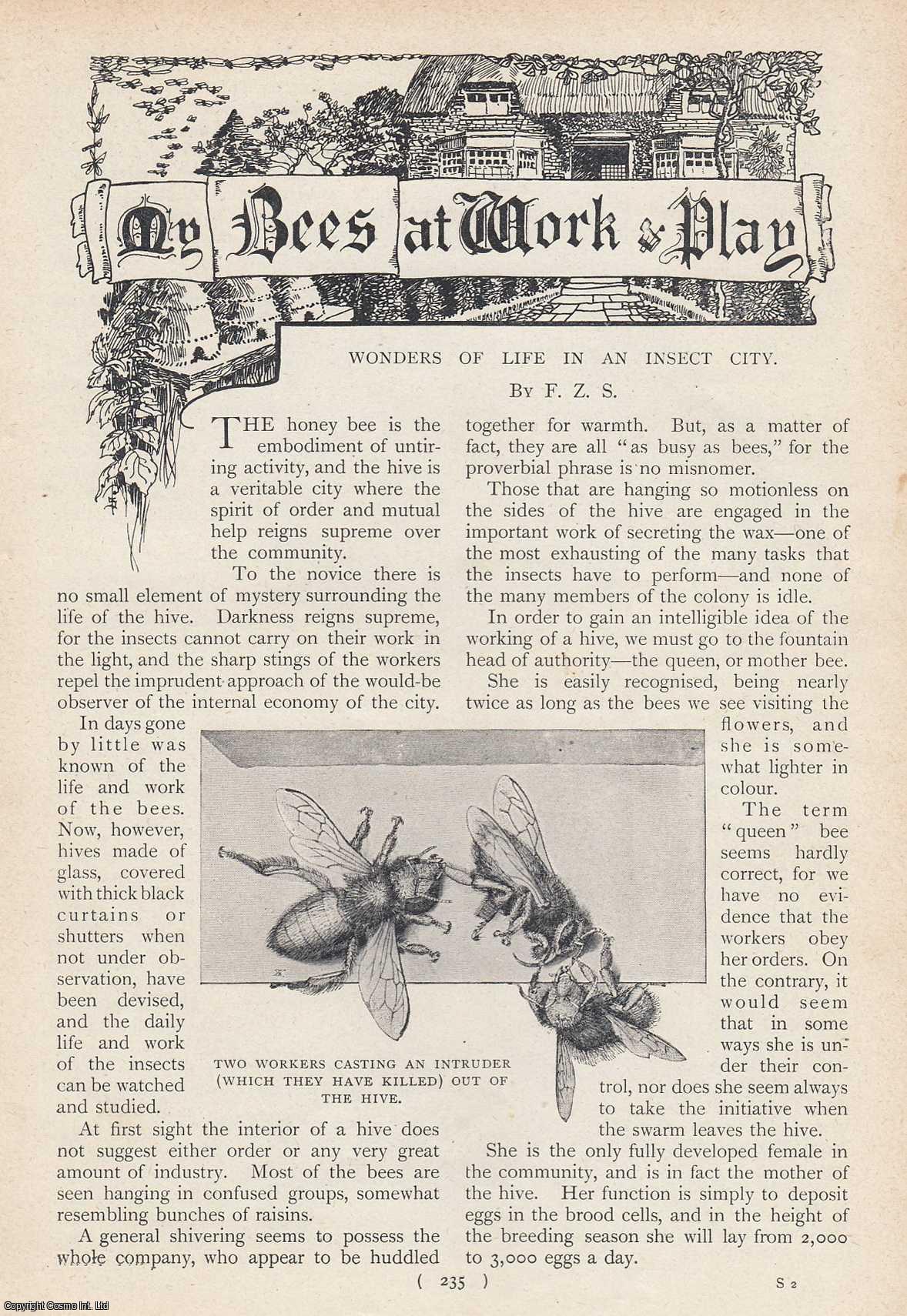 F.Z.S. - Honey Bee, My Bees at Work and Play : Wonders of Life in an Insect City. An uncommon original article from the Harmsworth London Magazine, 1902.