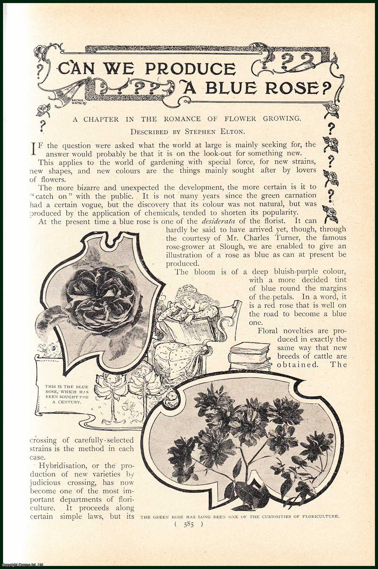 Stephen Elton. - Can We Produce a Blue Rose : A Chapter in The Romance of Flower Growing. An uncommon original article from the Harmsworth London Magazine, 1902.