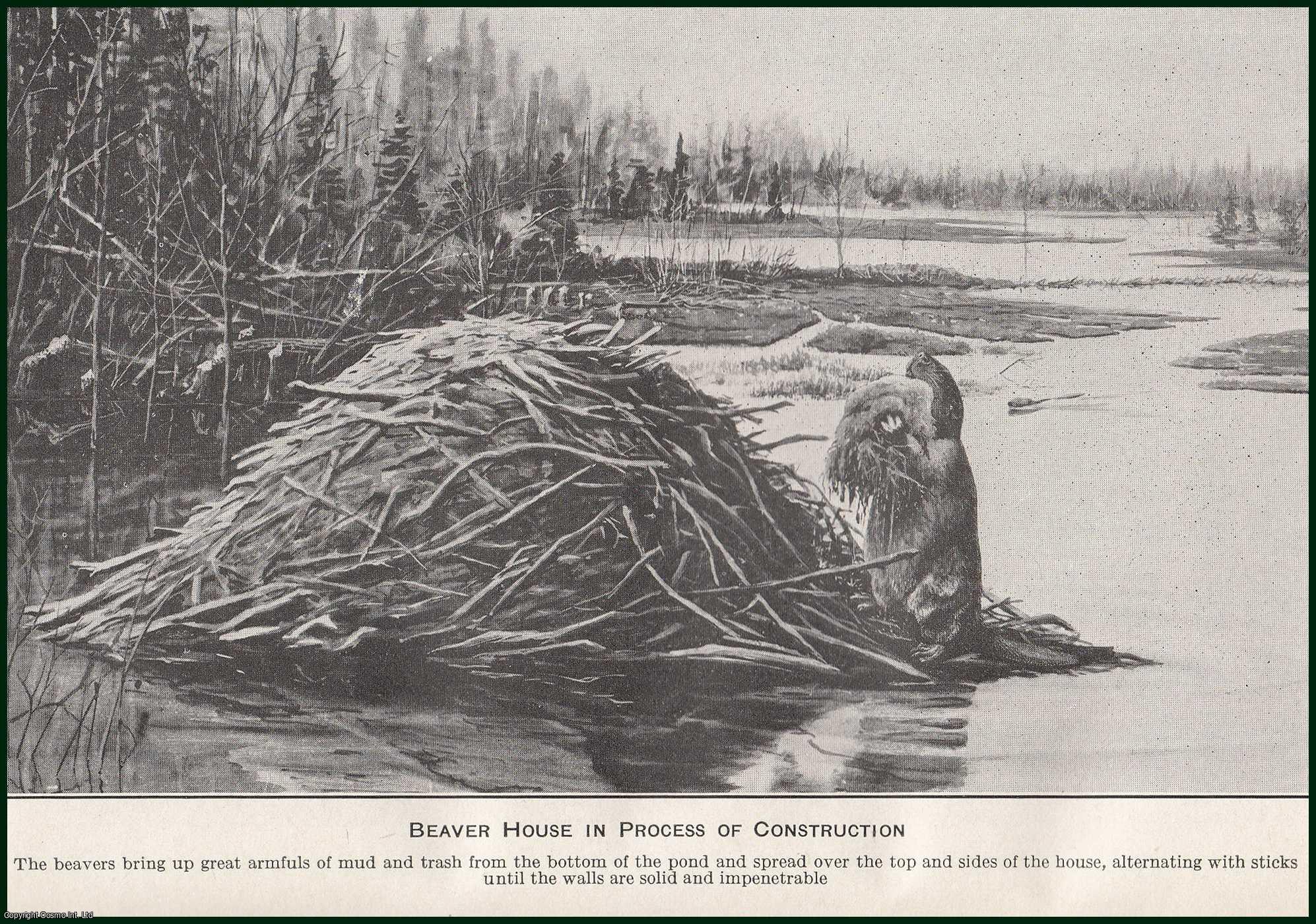 Vernon Bailey - How Beavers Build Their Houses. An original article from the Report of the Smithsonian Institution, 1926.
