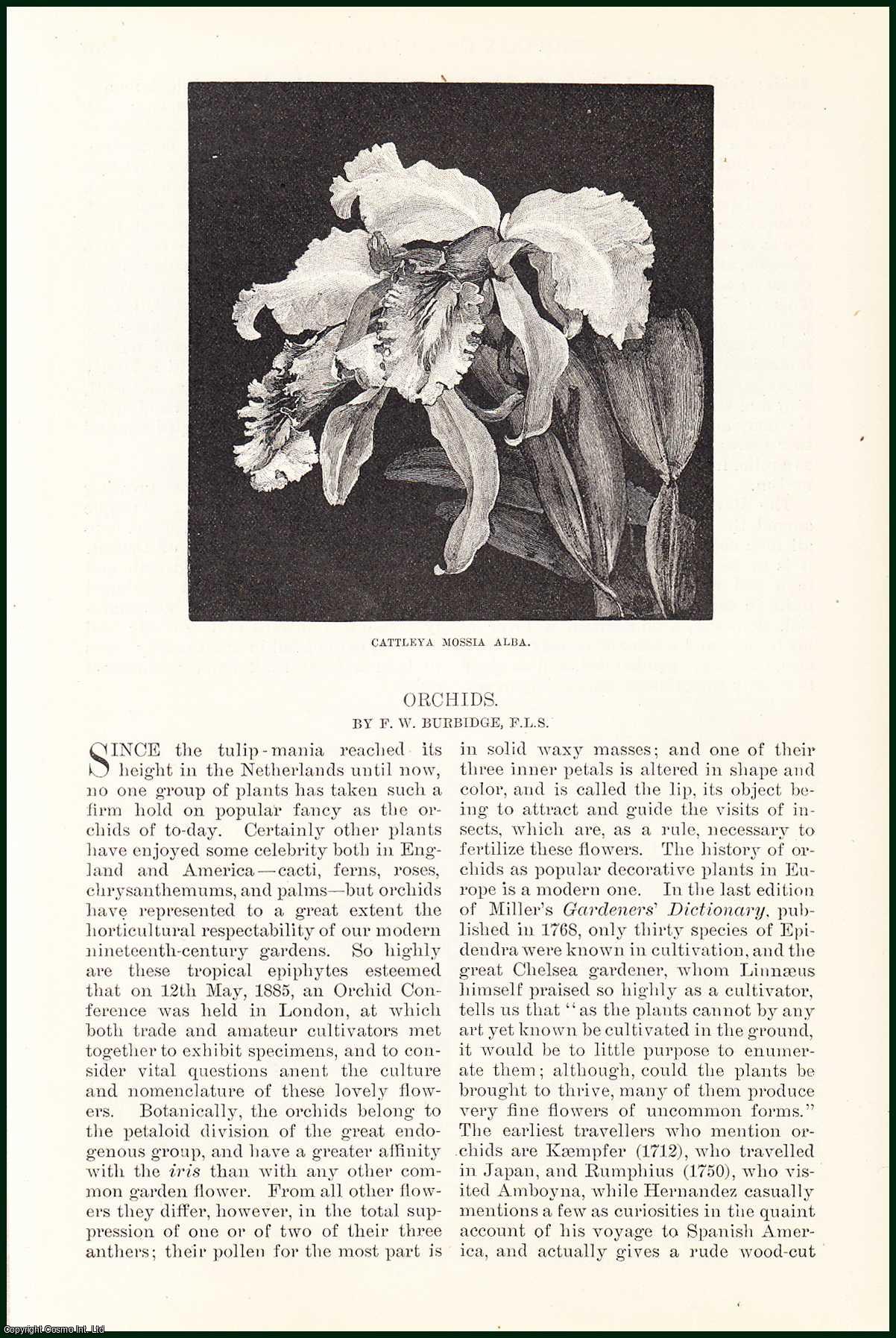 F.W. Burbidge - Orchids : Lycaste ; Epidendrum Prismatocarpum ; Dendrobium Nobile ; Masdevallia Denisoniana & more. An uncommon original article from the Harper's Monthly Magazine, 1886.