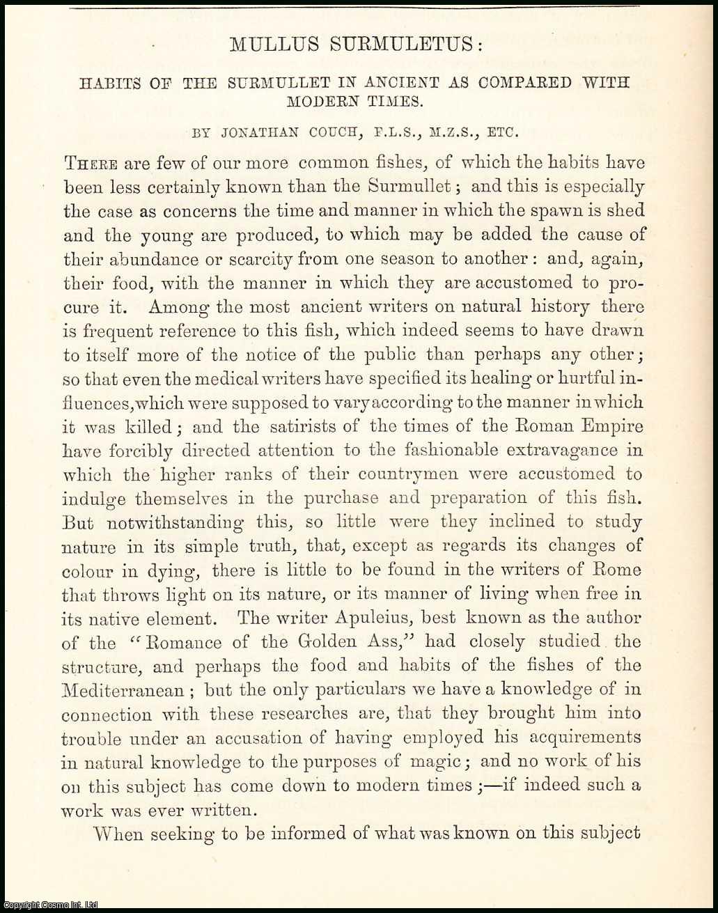 Jonathan Couch, F.L.S., C.M.Z.S., etc. - Mullus Surmuletus (common fish) : Habits of the Surmullet in Ancient as compared with Modern Times. An uncommon original article from the Student and Intellectual Observer of Science Literature & Art, 1869.