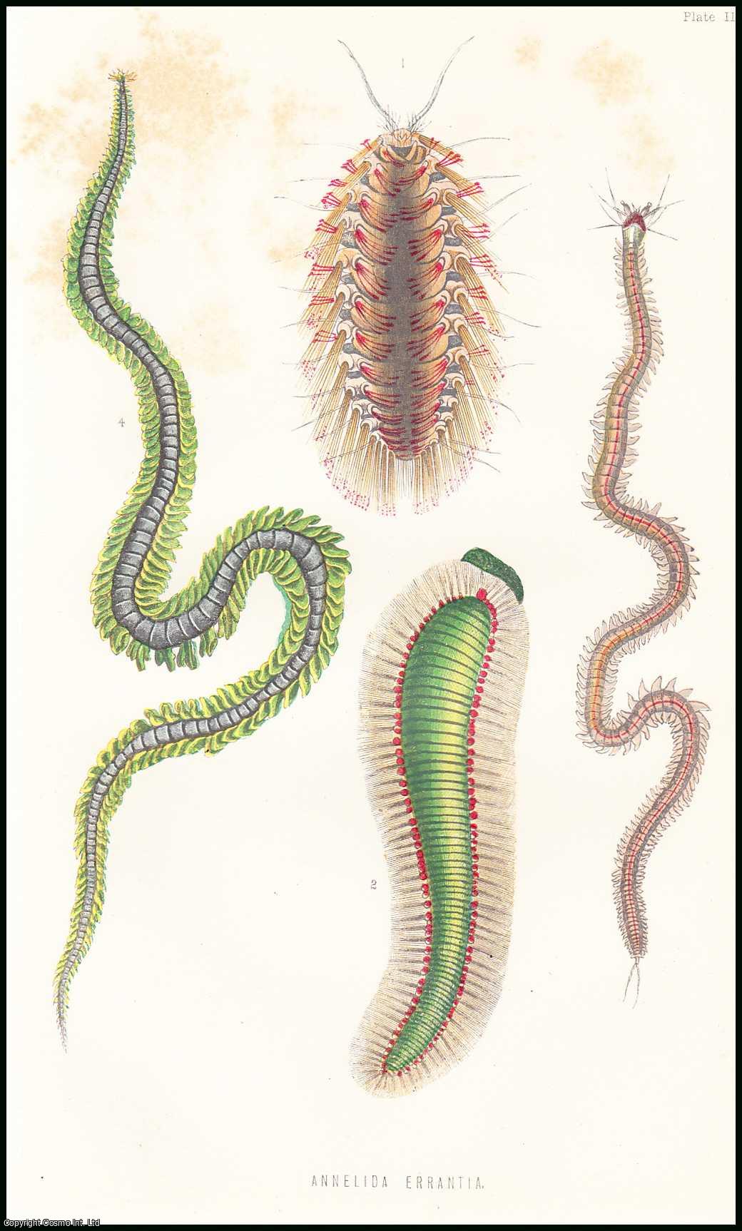W. Baird, M.D., F.R.S., F.L.S. - Errantia (part 1) : The Annelidan Worms, or Annelides (Annelida). An uncommon original article from the Student and Intellectual Observer of Science Literature & Art, 1869.
