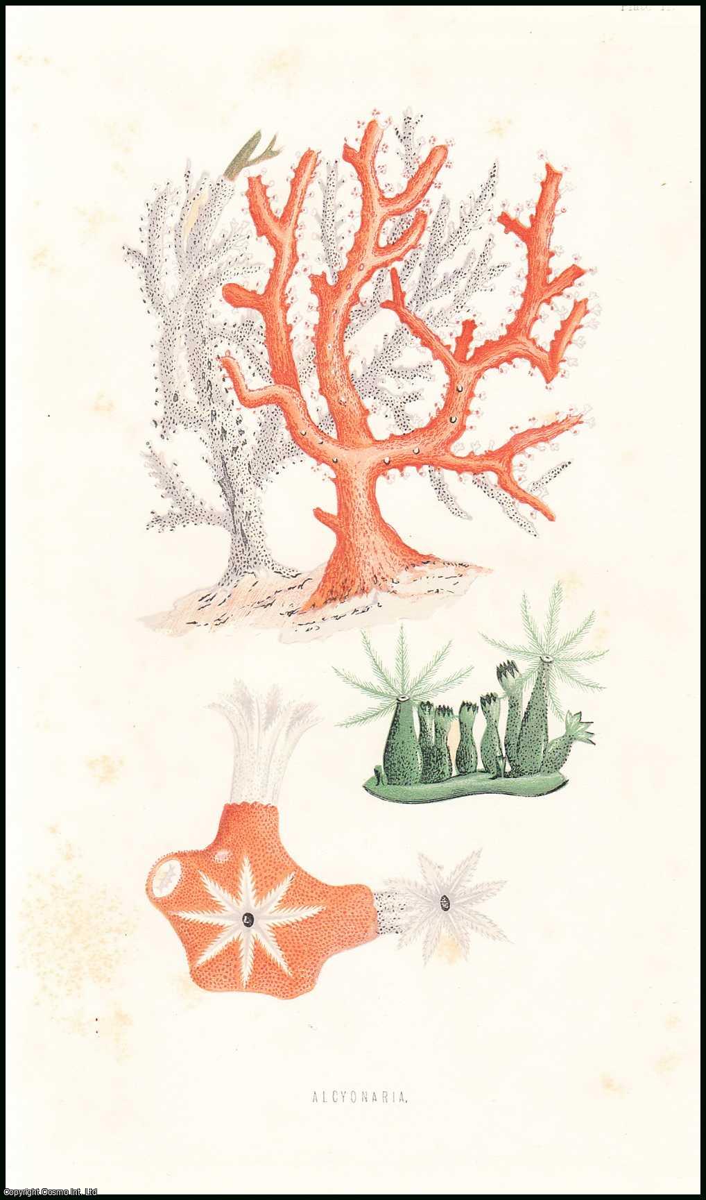 P. Martin Duncan, M.B. Lond., F.R.S. - Corals & their Polypes (part 2). An uncommon original article from the Student and Intellectual Observer of Science Literature & Art, 1869.
