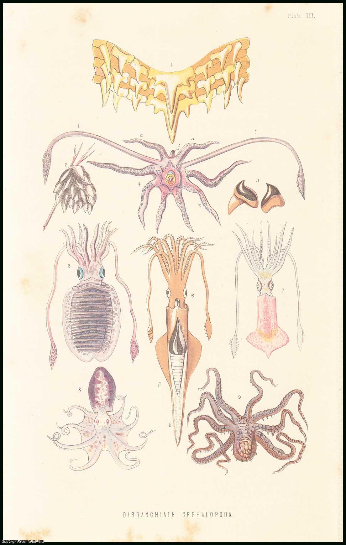 Henry Woodward, F.G.S., F.Z.S., of the British Museum. - The Pearly Nautilus (part 2), Cuttle-Fish, & their Allies. An uncommon original article from the Student and Intellectual Observer of Science Literature & Art, 1870.