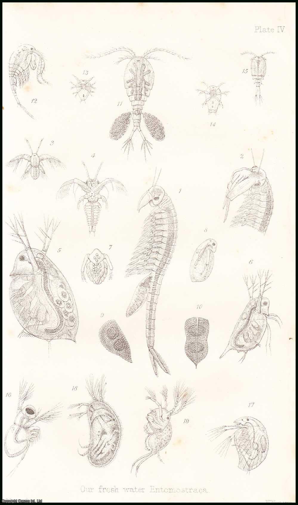 W. Baird, M.D., F.L.S. - Our Freshwater Entomostraca, Shell-Insects, or Water-Fleas. An uncommon original article from the Popular Science Review 1867.