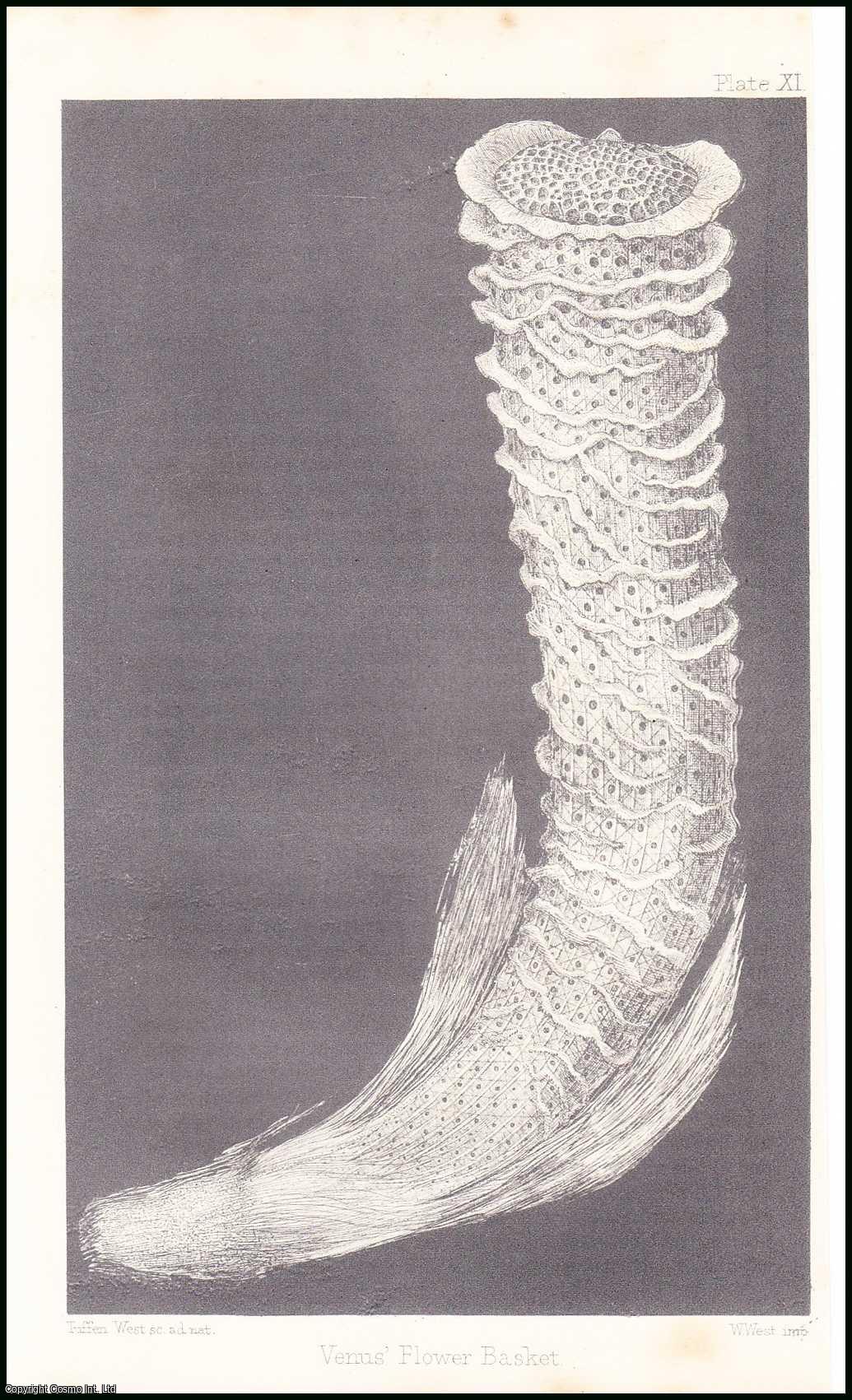Dr. J.E. Gray, F.R.S., V.P.Z.S., F.L.S. - Venus's Flower-Basket (Euplectella). An uncommon original article from the Popular Science Review 1867.