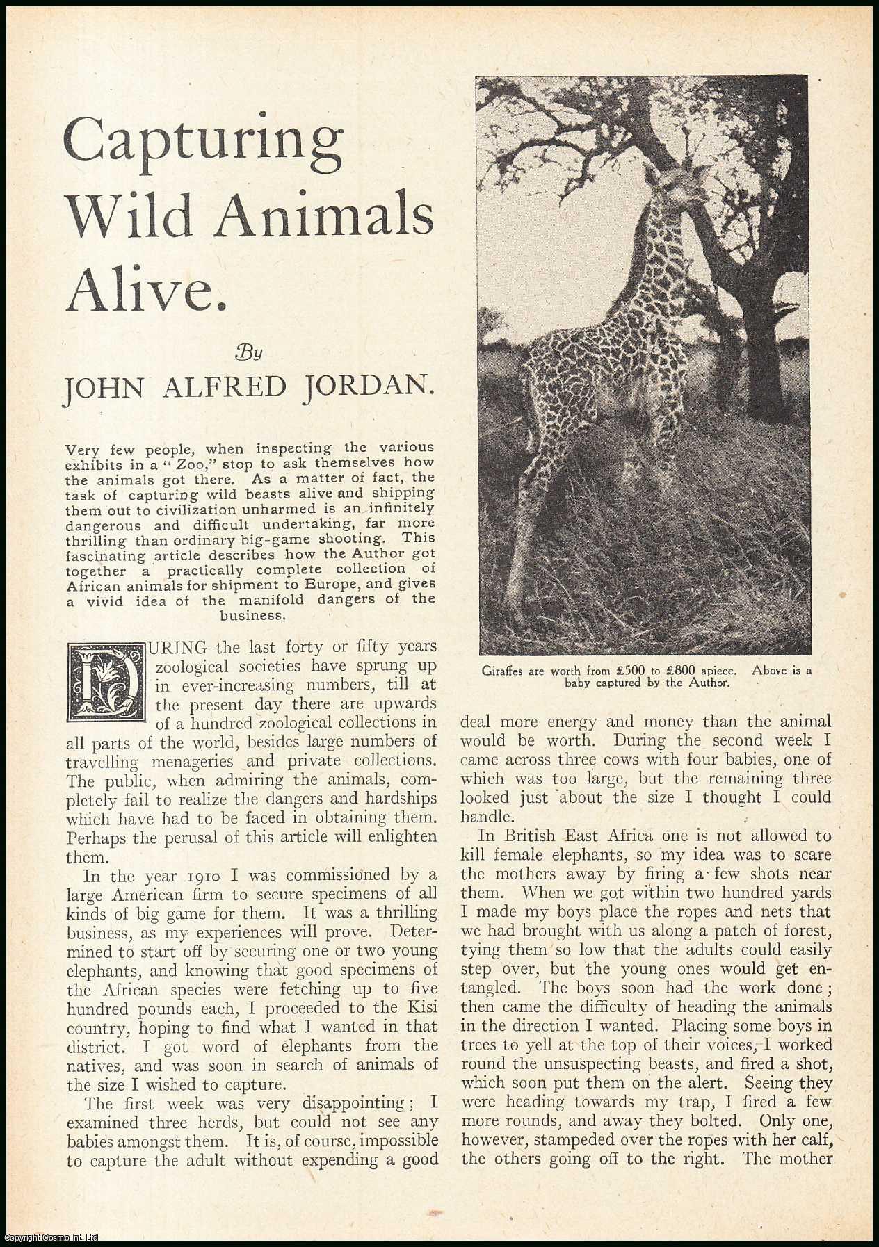 John Alfred Jordan - Capturing Wild Animals Alive, Africa : Antelope ; Giraffe ; Zebra & more. An uncommon original article from the Wide World Magazine, 1917.