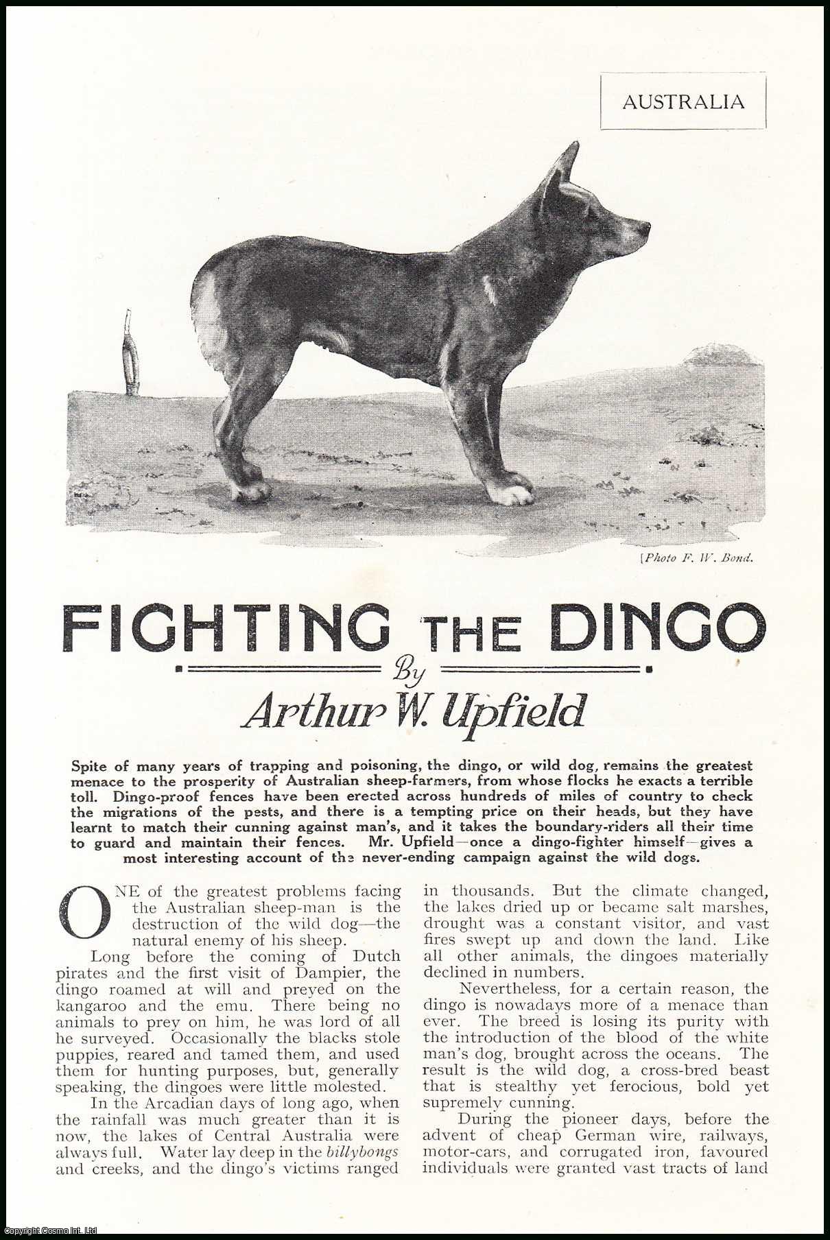Arthur W. Upfield - Fighting the Dingo, or Wild Dog, Australia : Australian farmers trapping & poisoning the dog. An uncommon original article from the Wide World Magazine, 1926.