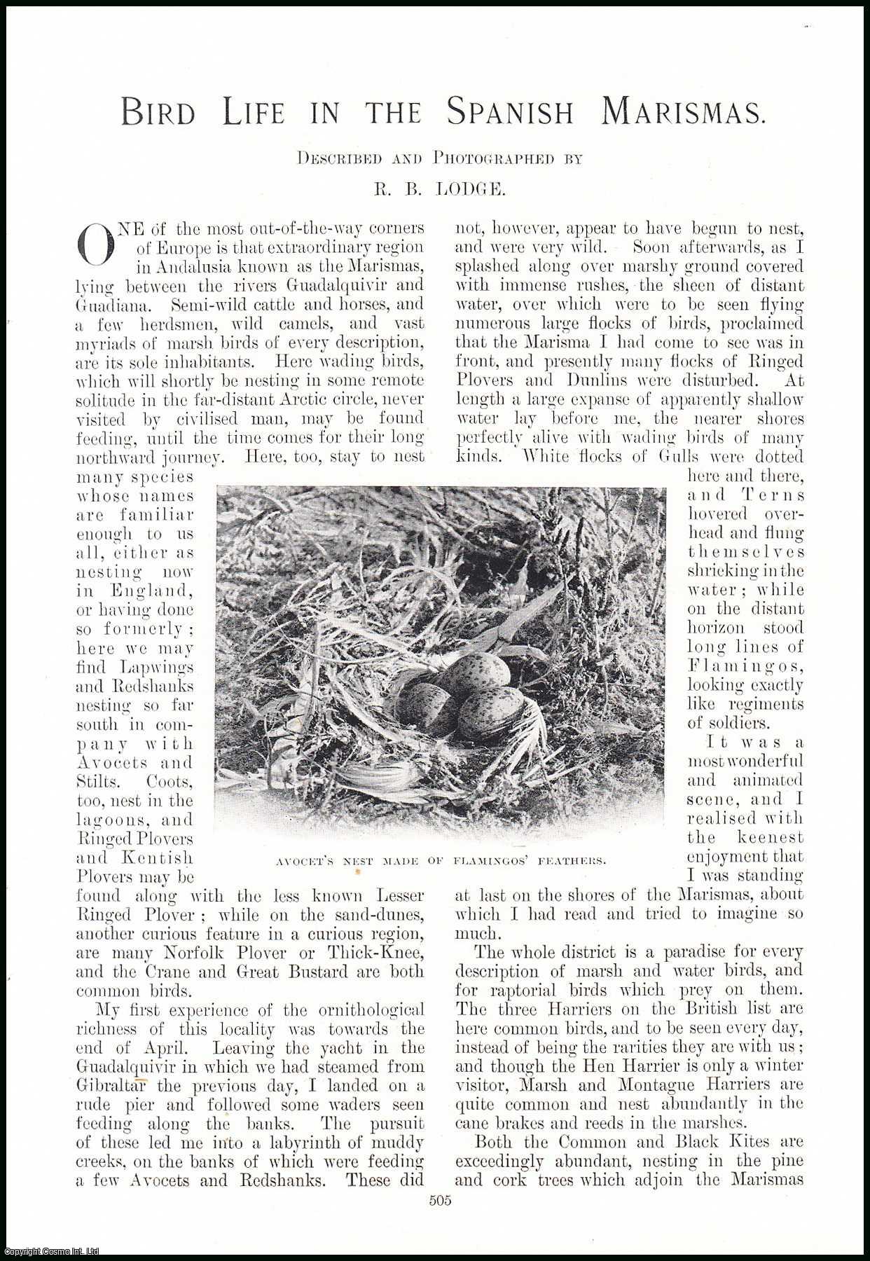 R.B. Lodge - Bird Life in the Spanish Marismas, Andalusia. An original article from the Windsor Magazine, 1908.